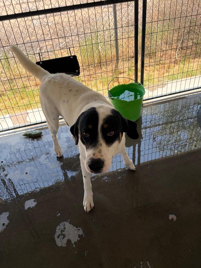 Enlarge Aubry, a Adoptable Coonhound in Big Spring, TX image 1/1