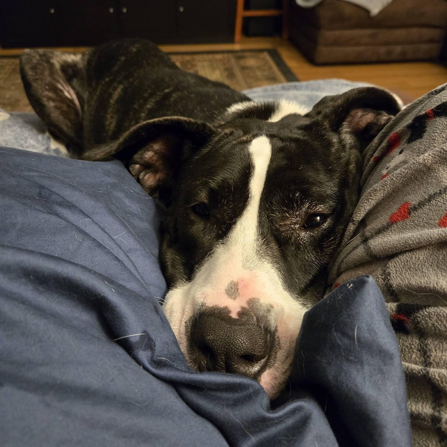 Enlarge Lara, a Adoptable mixed breed in Chelmsford, MA image 5/6