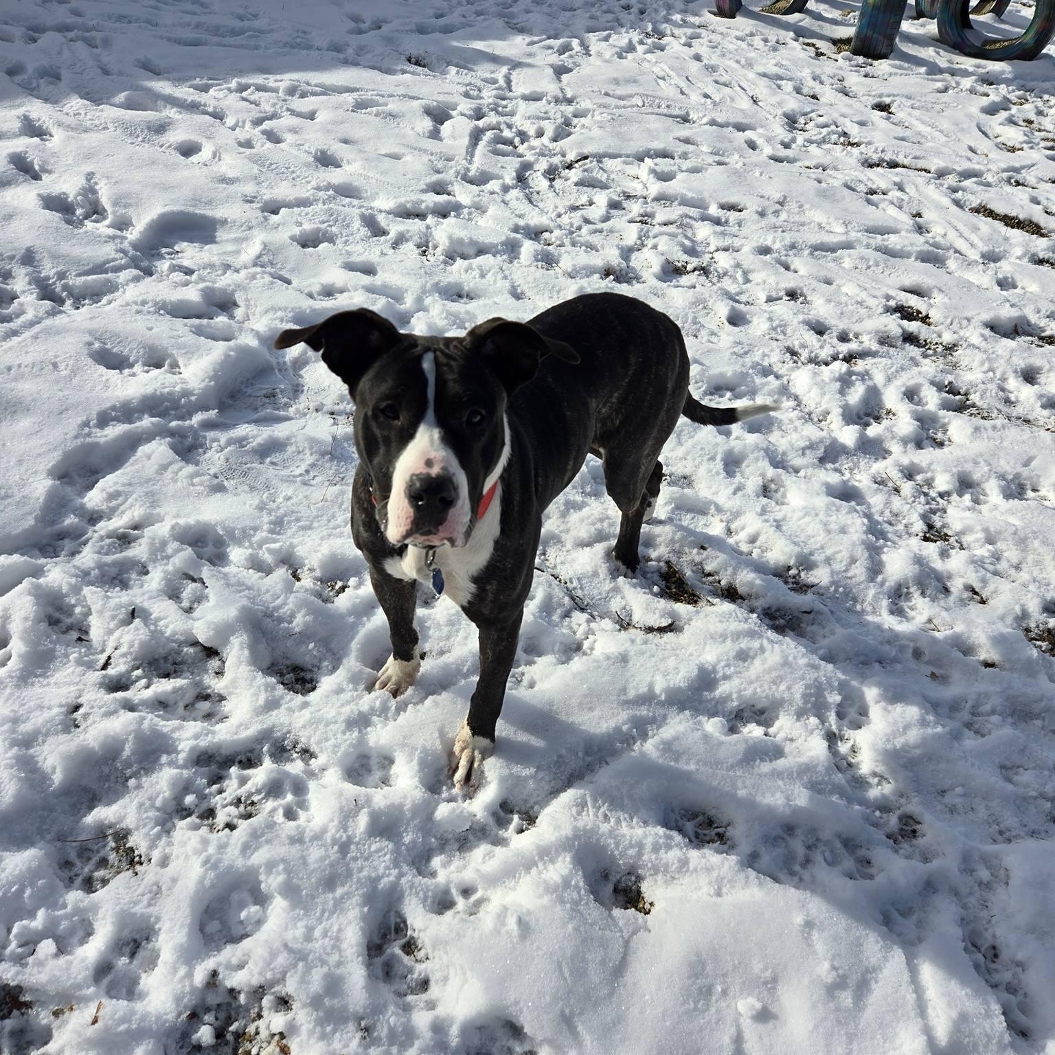 Enlarge Lara, a Adoptable mixed breed in Chelmsford, MA image 4/6