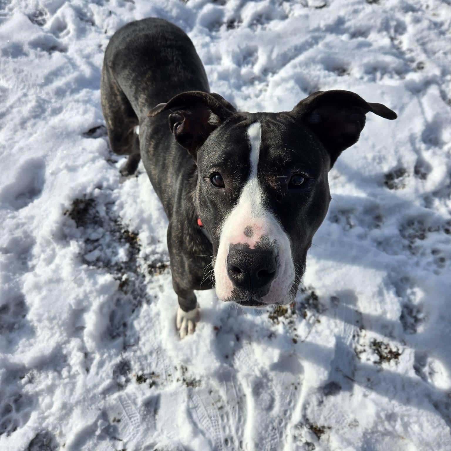 Lara, Adoptable, Adult Female Great Dane.