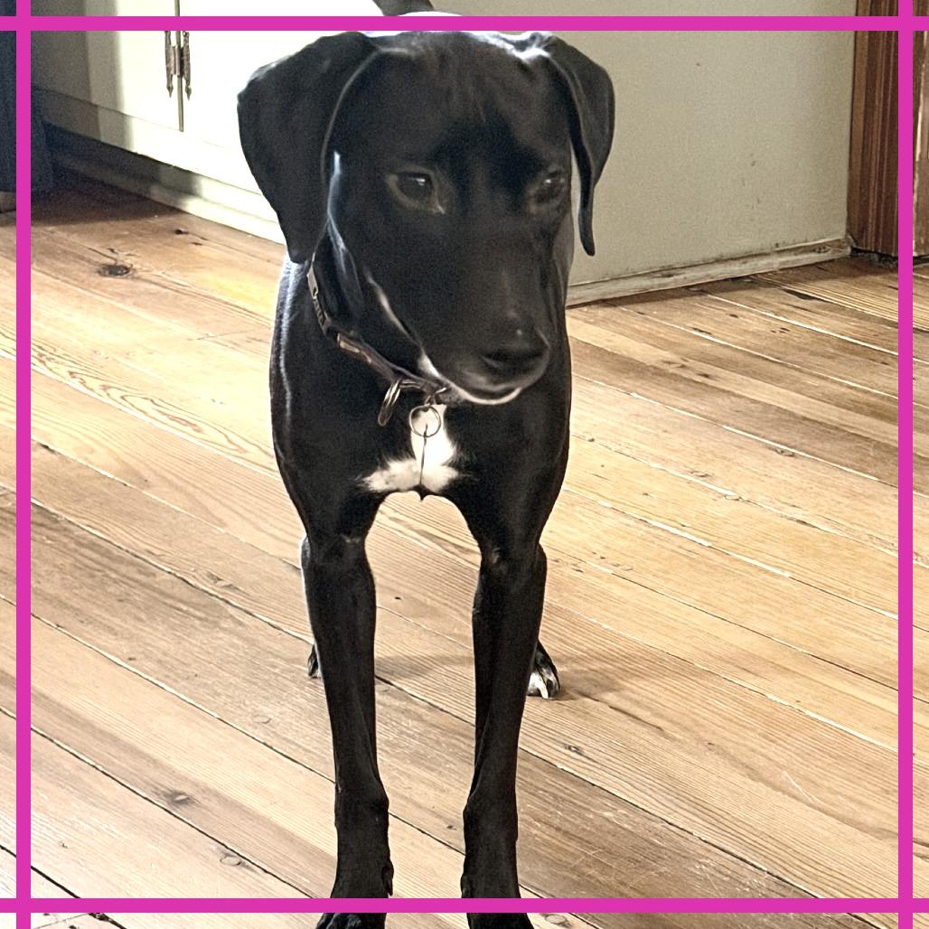 Onyx, Adoptable, Young Female Hound & Labrador Retriever.