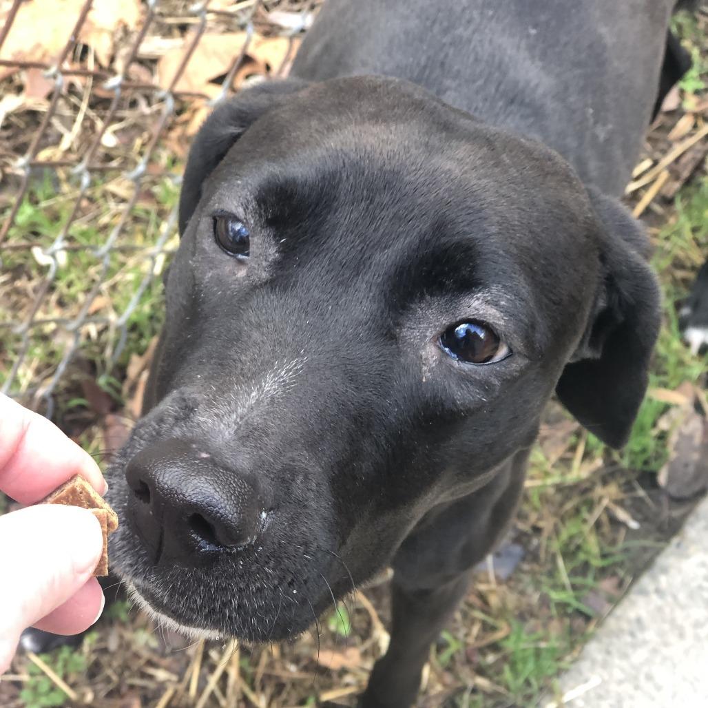 Enlarge Onyx, a Adoptable mixed breed in Richmond, VA image 2/6