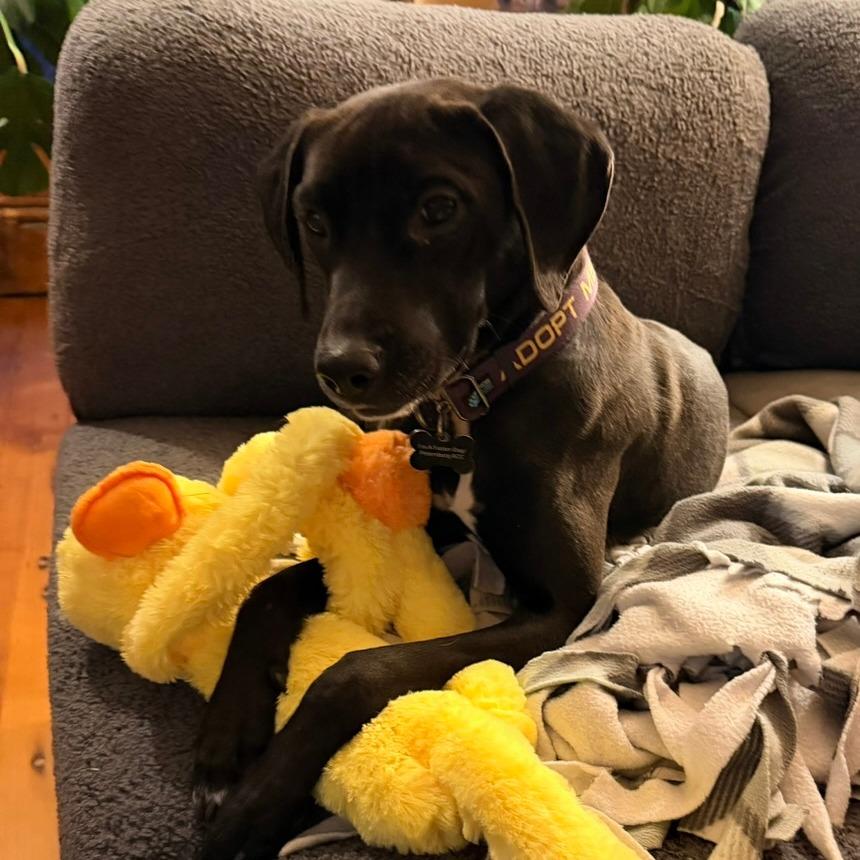 Enlarge Onyx, a Adoptable mixed breed in Richmond, VA image 3/6