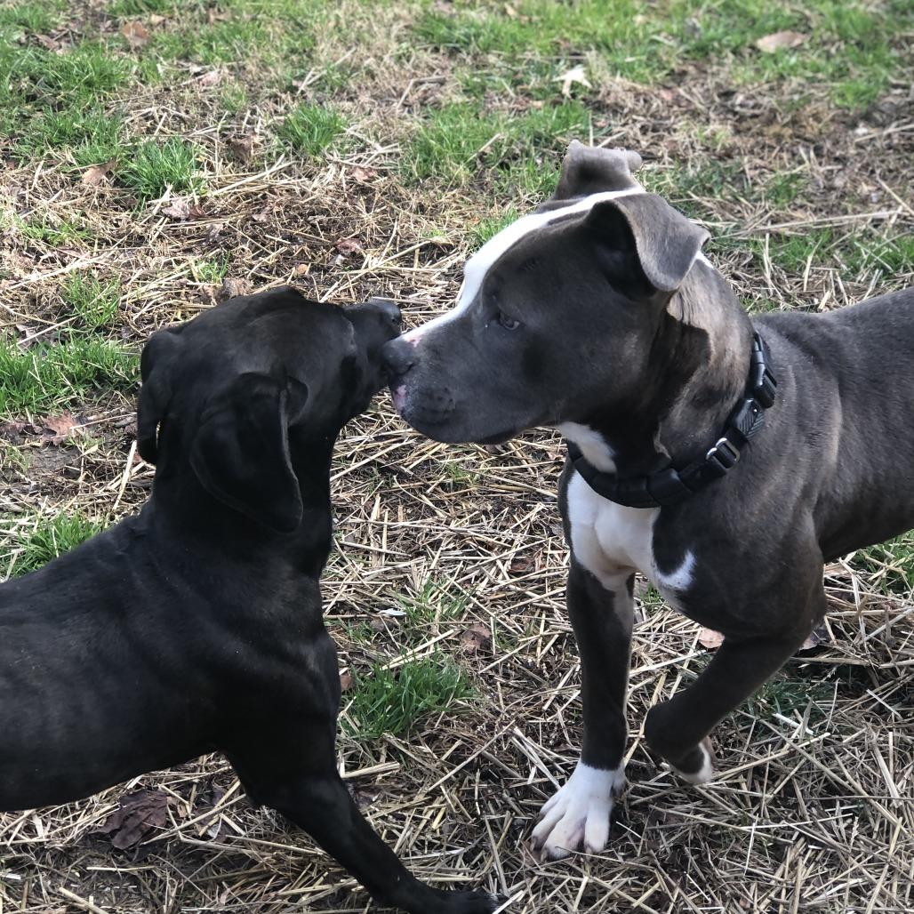 Enlarge Onyx, a Adoptable mixed breed in Richmond, VA image 4/6