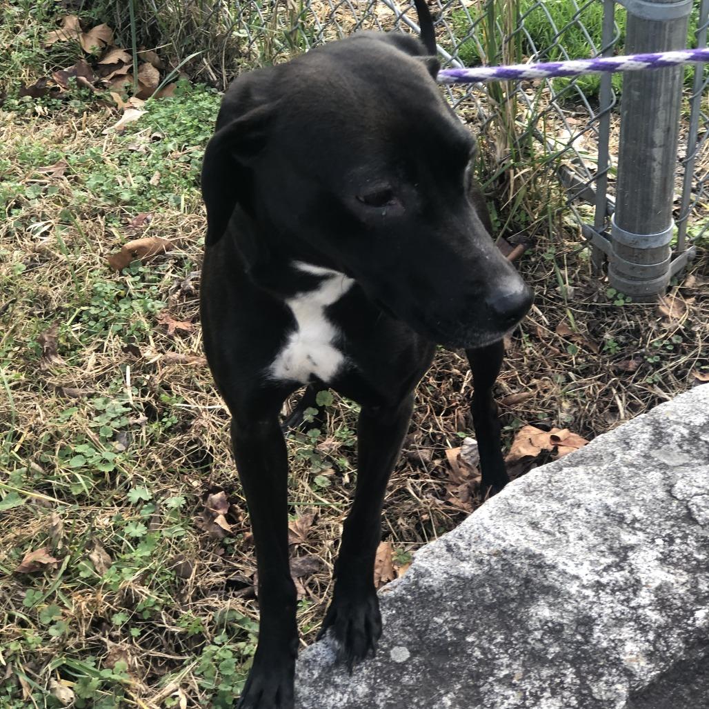 Enlarge Onyx, a Adoptable mixed breed in Richmond, VA image 5/6