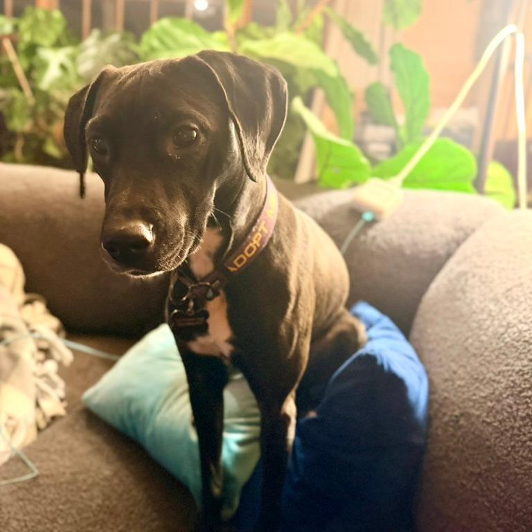 Enlarge Onyx, a Adoptable mixed breed in Richmond, VA image 6/6