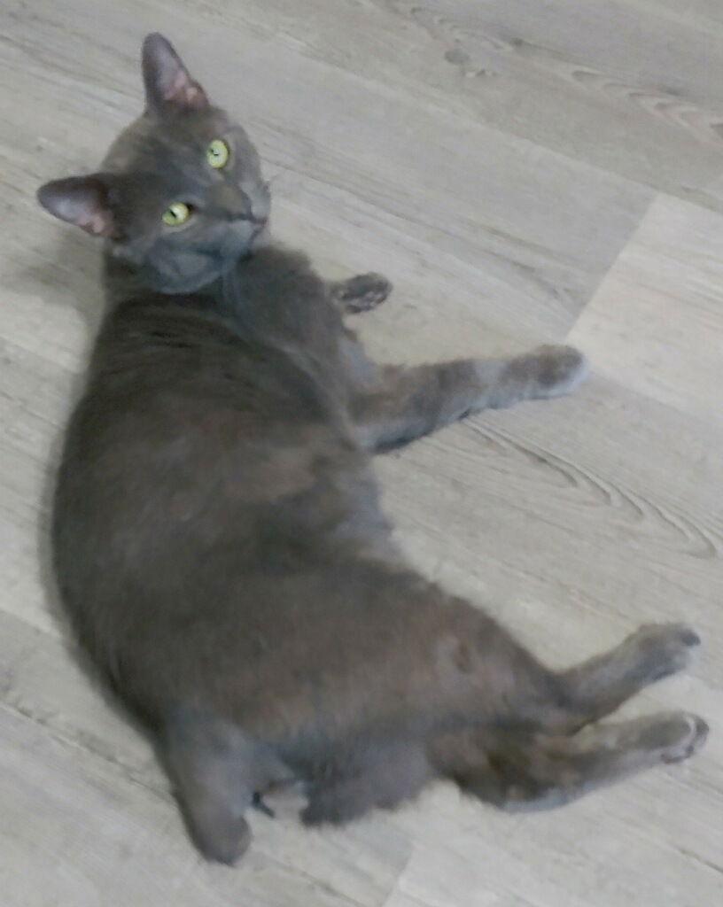 Enlarge Shadow Blackstone, a Adoptable mixed breed in Pompano Beach, FL image 1/3