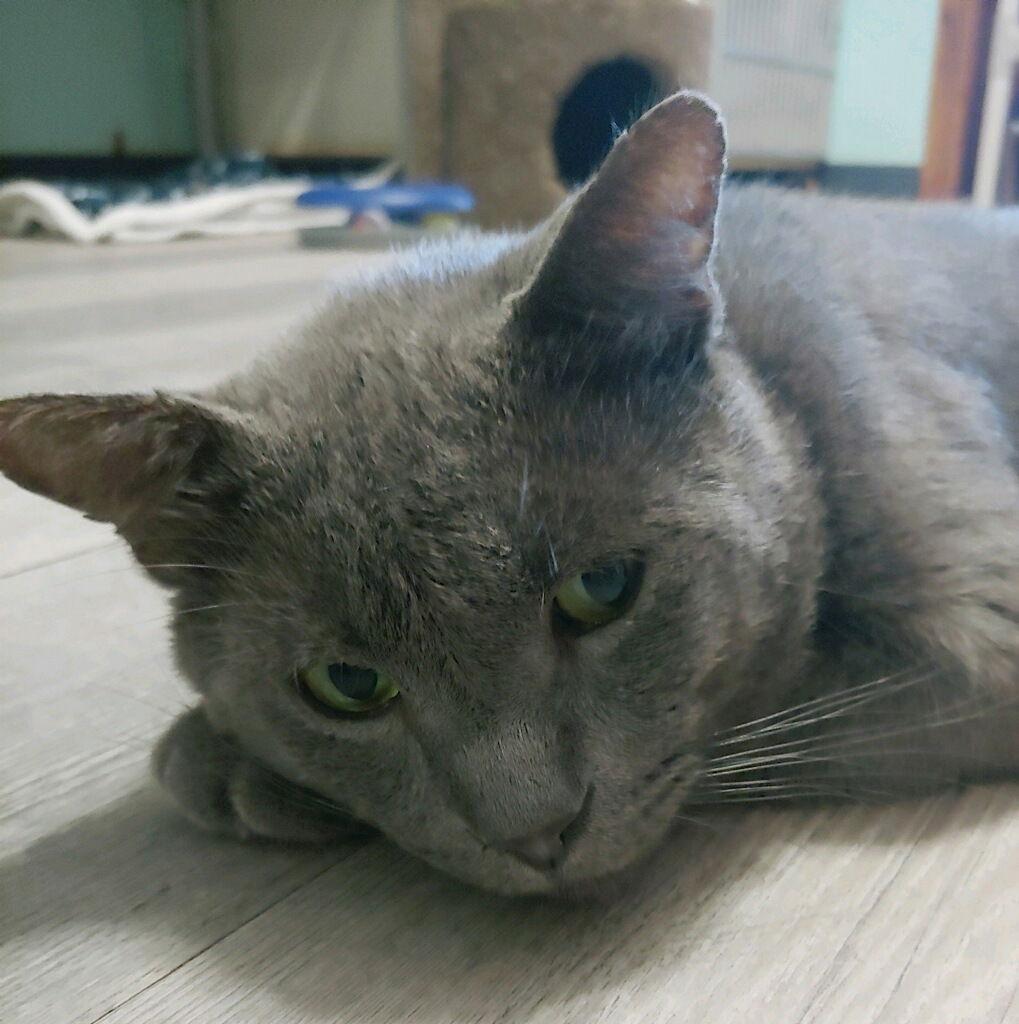 Enlarge Shadow Blackstone, a Adoptable mixed breed in Pompano Beach, FL image 2/3