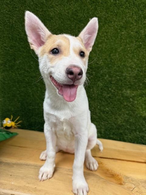 Meadowhopper, Adoptable, Young Female Terrier.