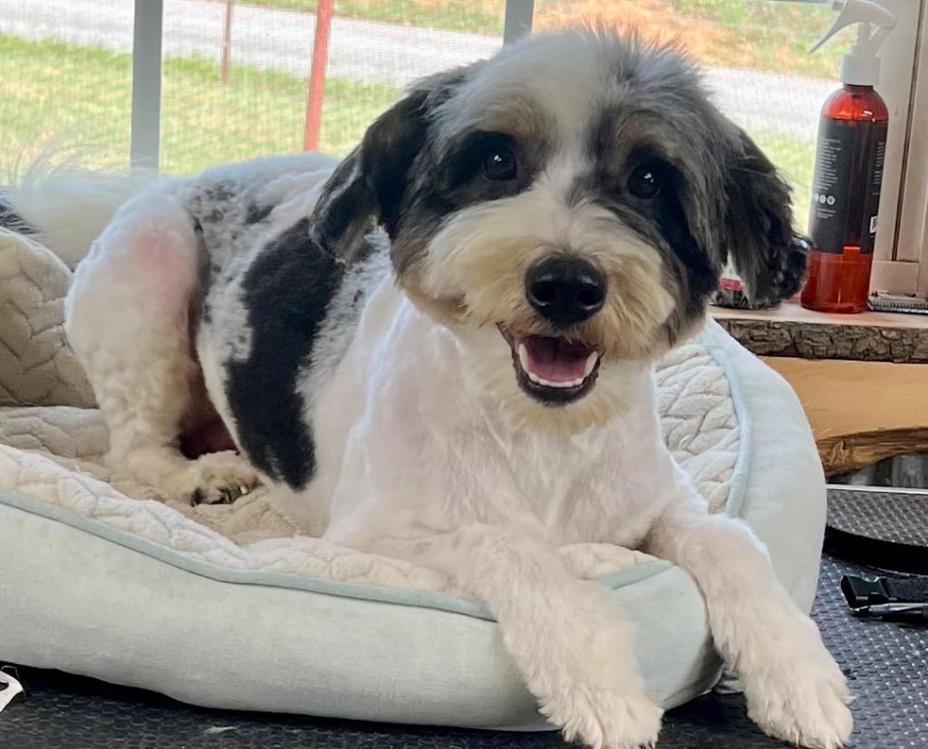 BONGO, Adopted, Adult Male Australian Shepherd & Terrier.