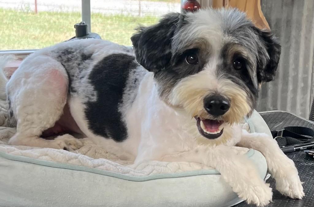 Enlarge BONGO, a Adopted mixed breed in Crossville, TN image 4/6