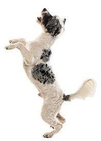 Enlarge BONGO, a Adopted mixed breed in Crossville, TN image 5/6