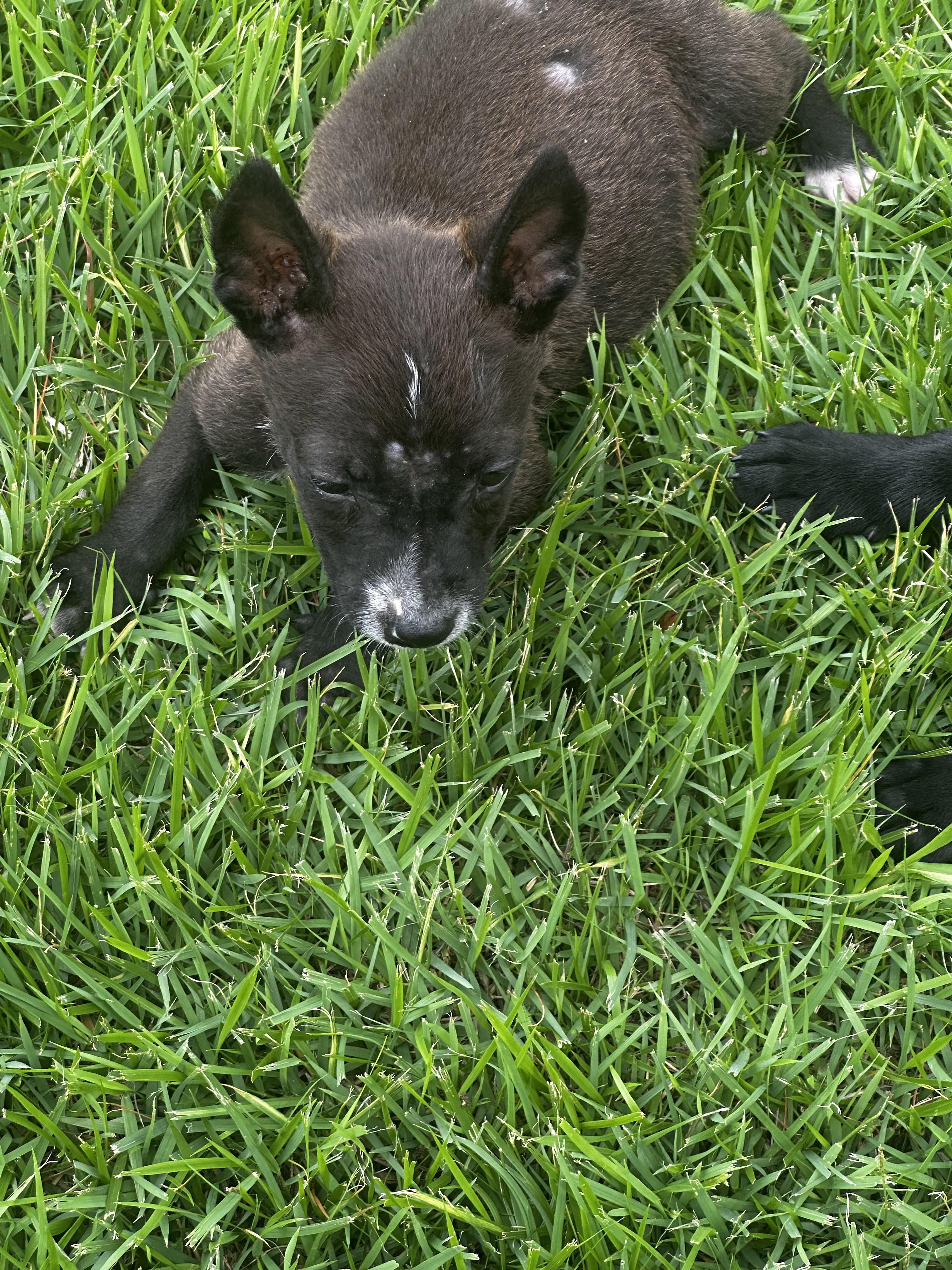 Piglet- Fl photo 5
