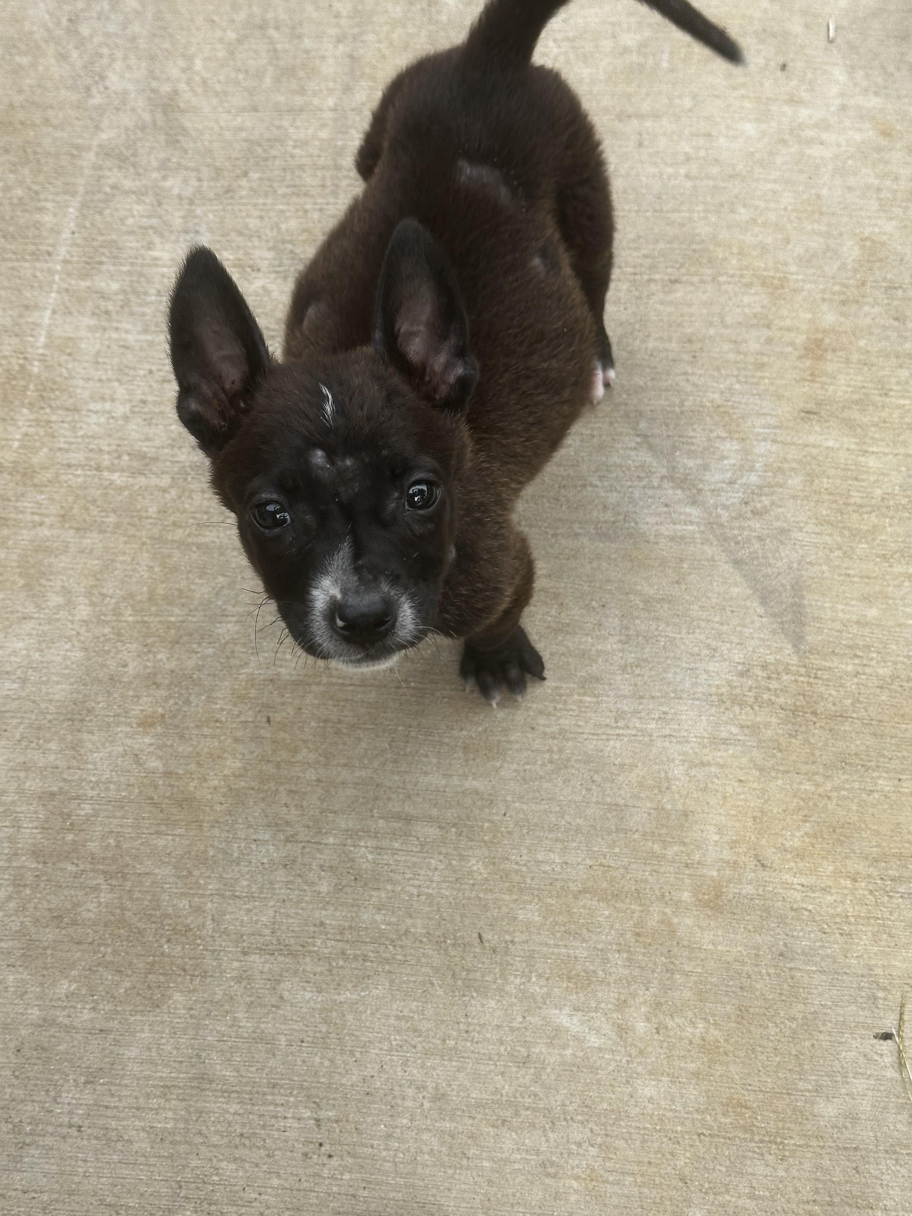 Piglet- Fl photo 3
