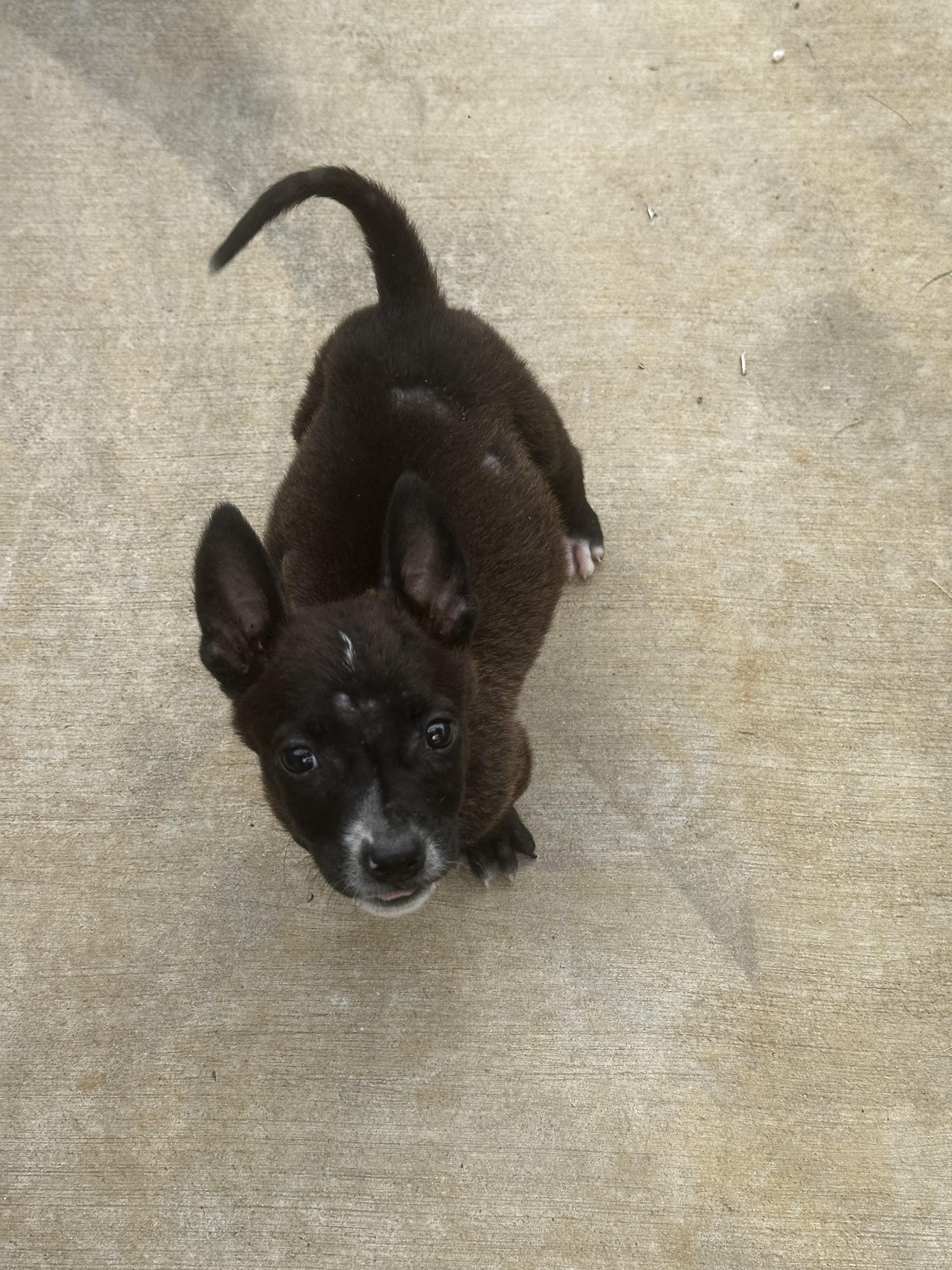 Piglet- Fl photo 2