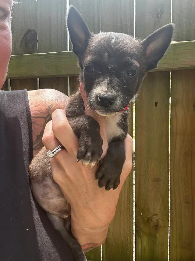 Piglet- Fl, Baby Male Mixed Breed
