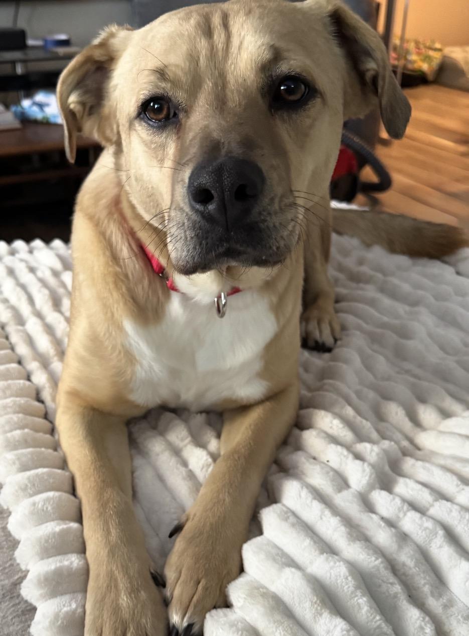 Winston, Adoptable, Young Male Yellow Labrador Retriever.