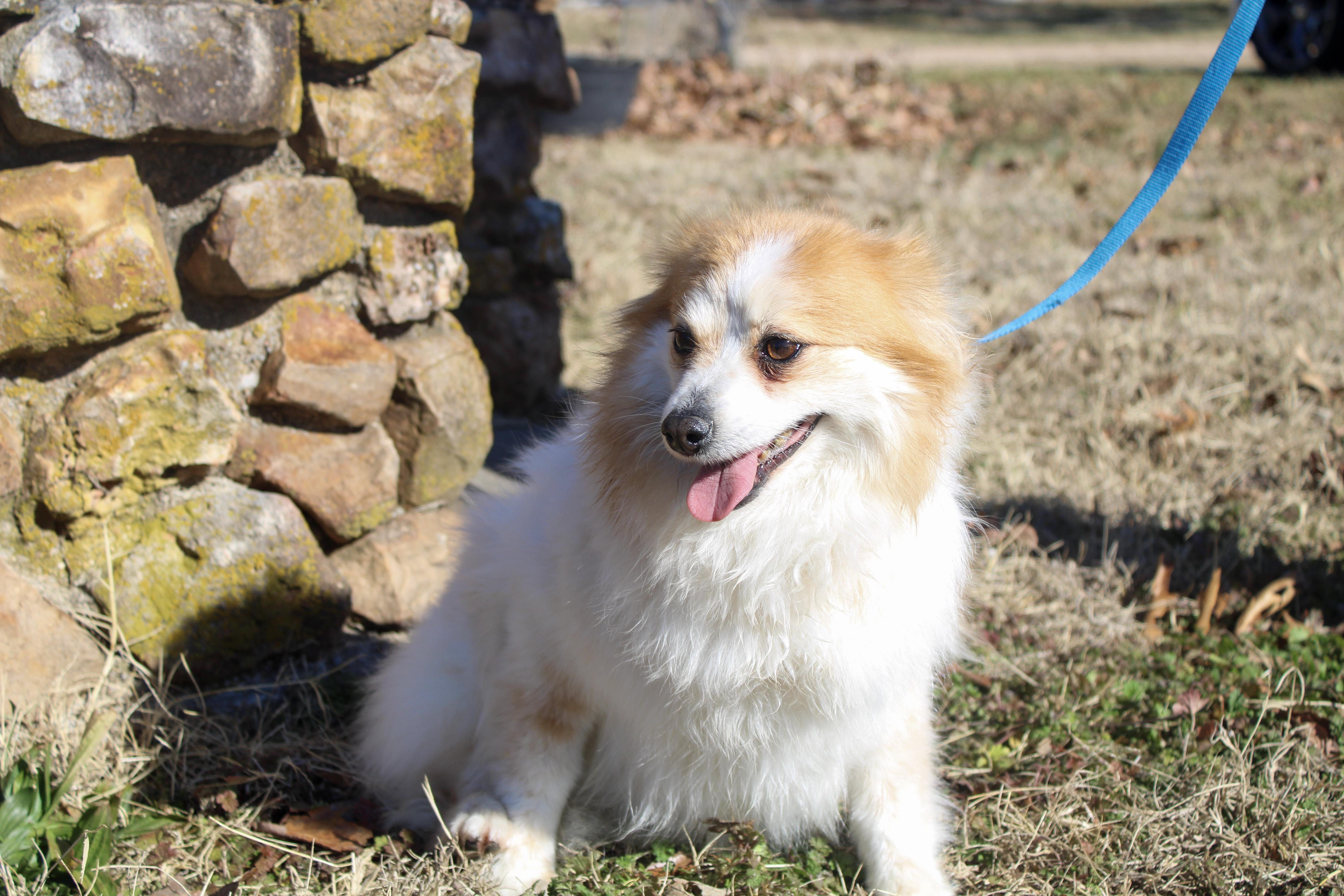 Felicia, ADOPTABLE, Adult Female Pomeranian.
