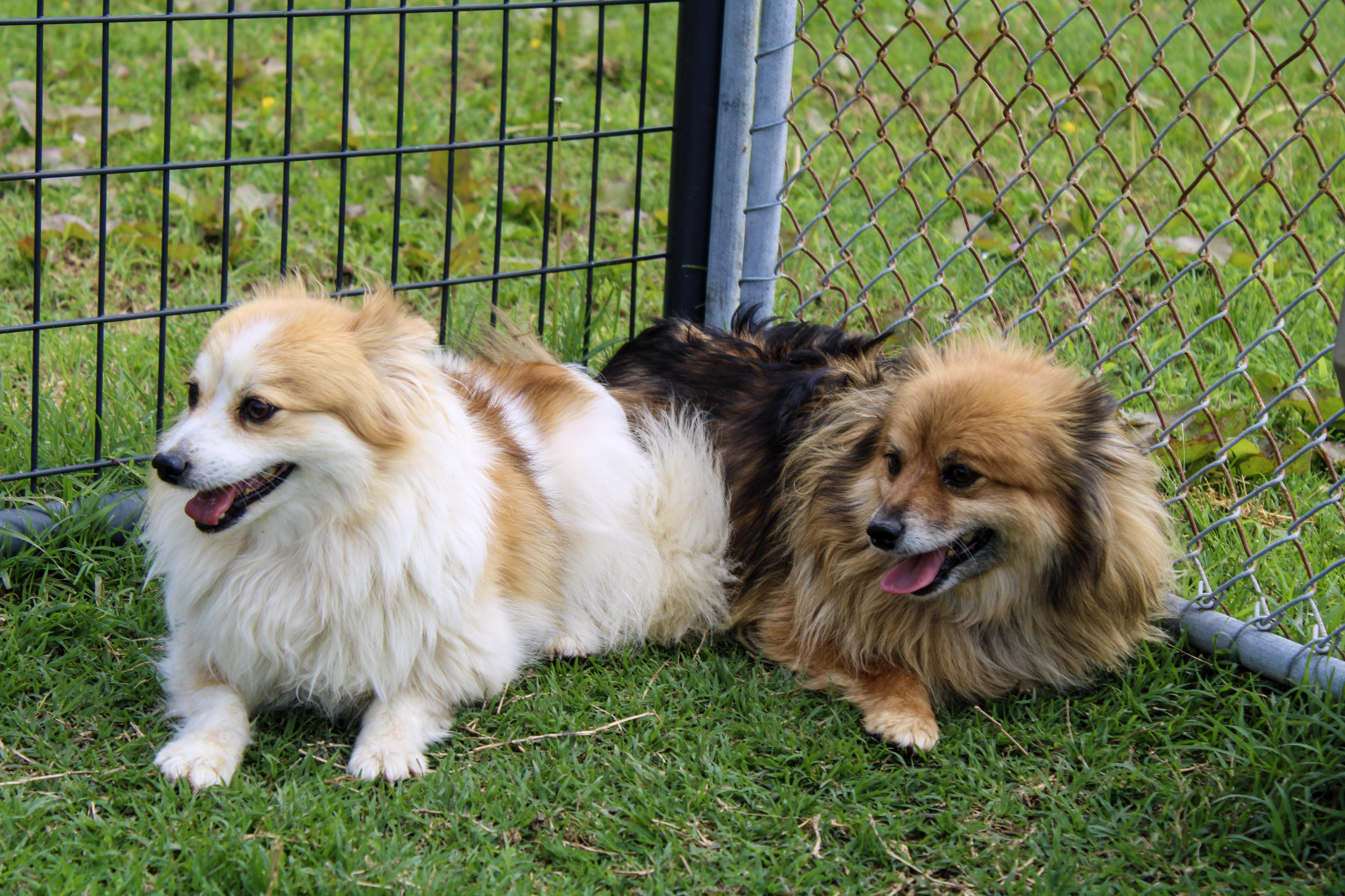 Felicia and Glenda, ADOPTABLE, Adult Female Pomeranian.