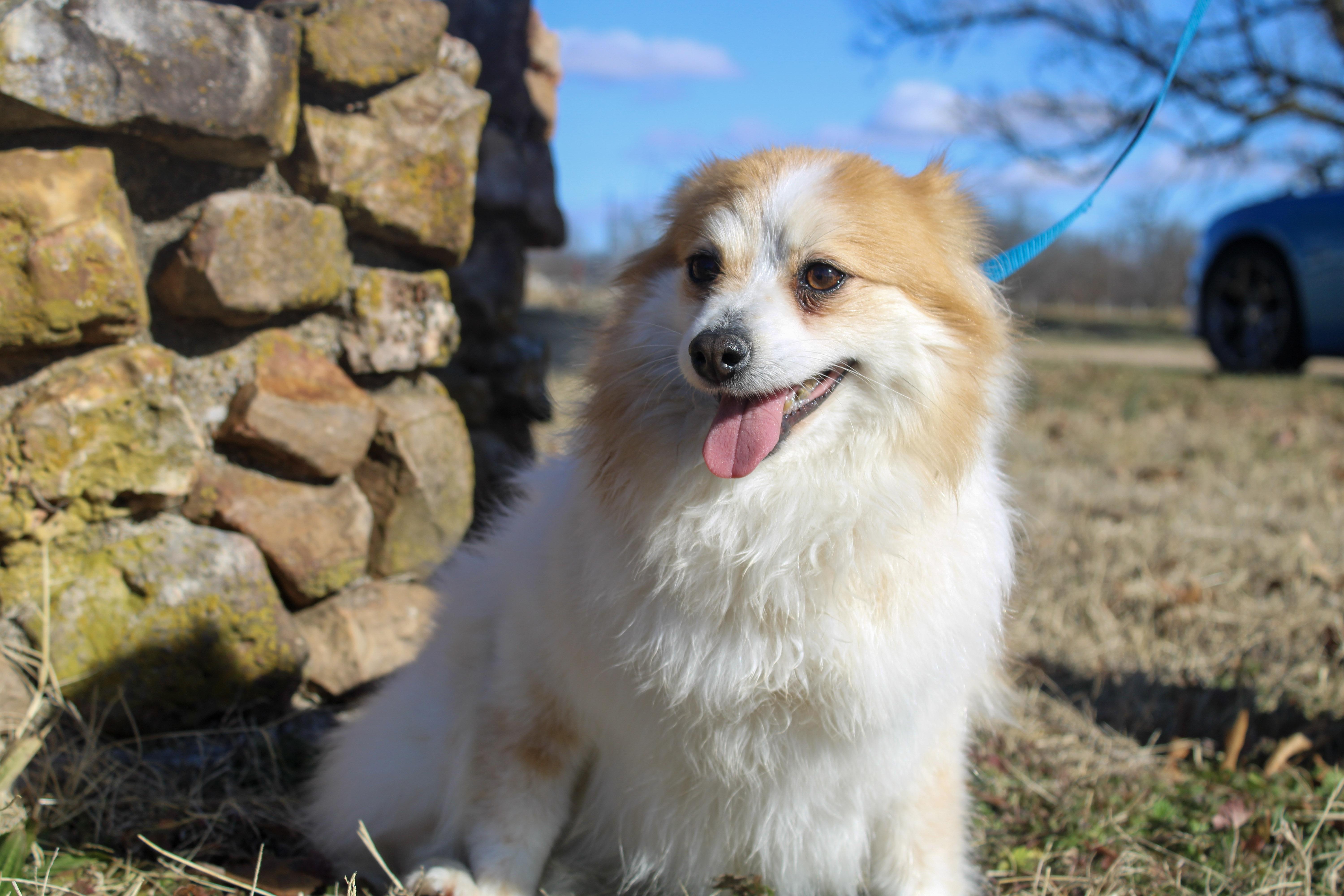 Enlarge Felicia, a ADOPTABLE Pomeranian in Neosho, MO image 2/2