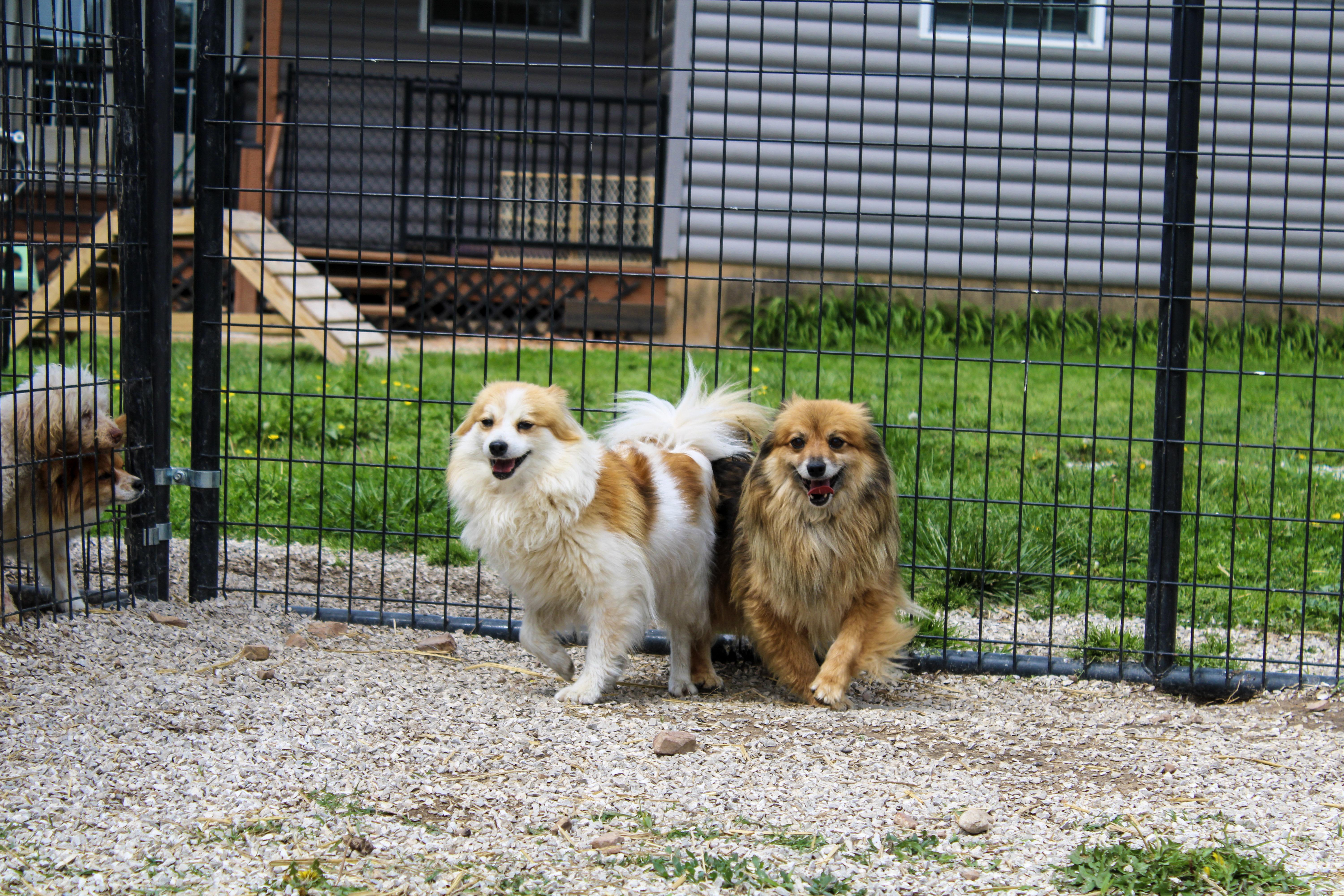 Felicia and Glenda, a ADOPTABLE Pomeranian in Neosho, MO image 2/3