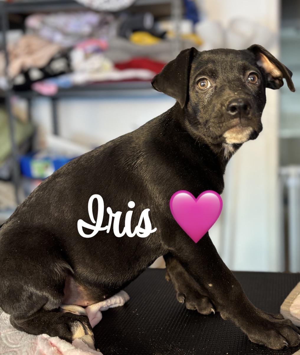 Enlarge Iris, a ADOPTABLE mixed breed in Felton, PA image 1/1