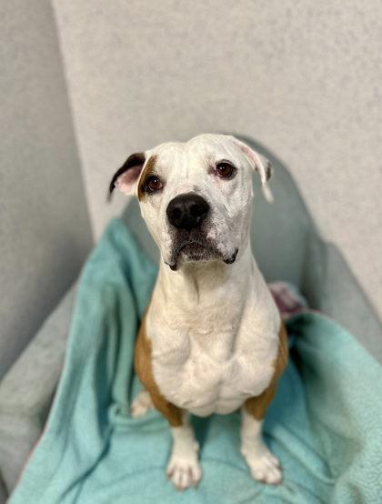 Enlarge Bingus, a Adoptable mixed breed in Roseville, CA image 2/3