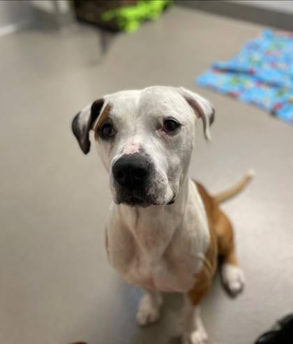 Enlarge Bingus, a Adoptable mixed breed in Roseville, CA image 3/3