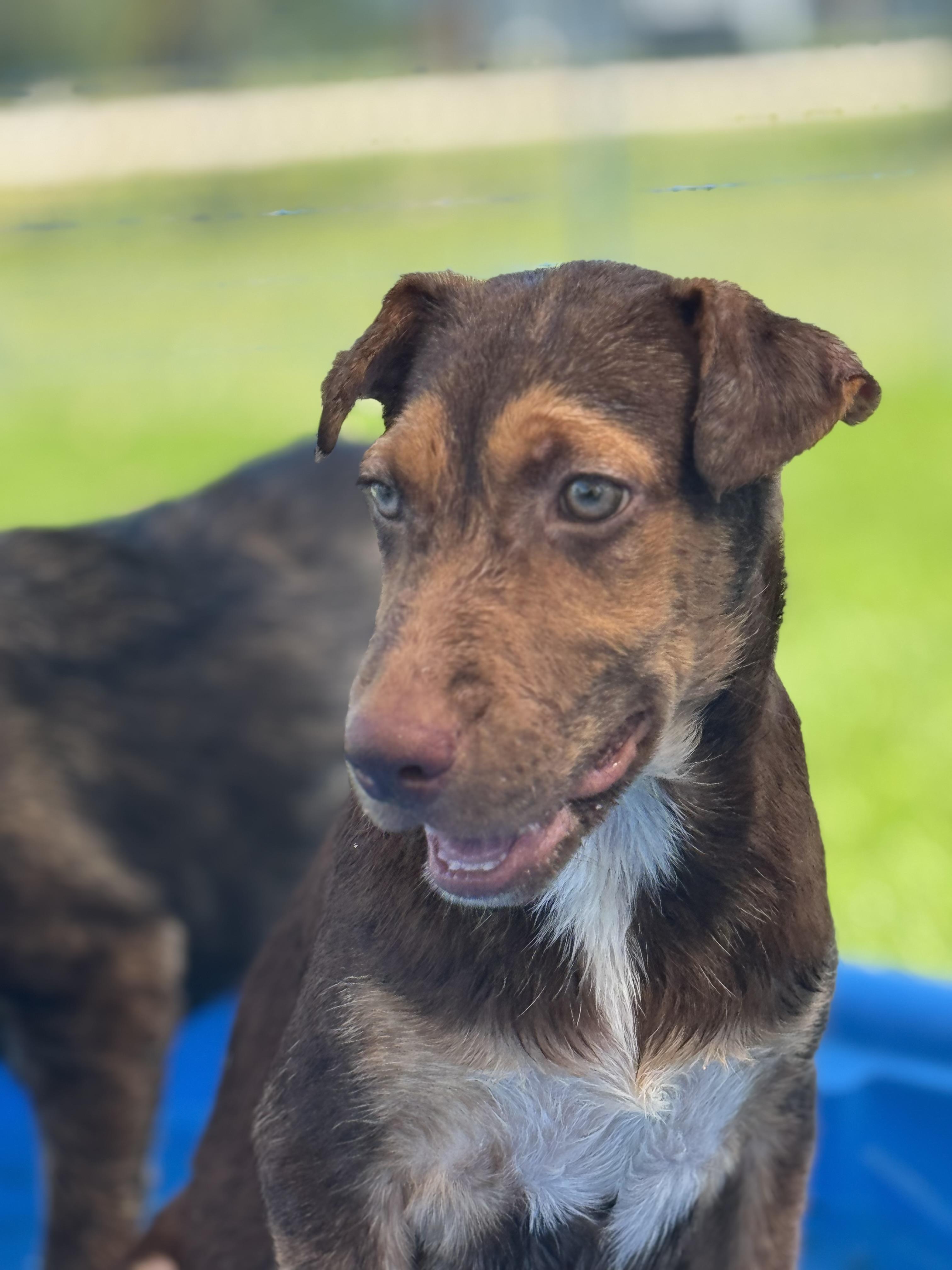 Enlarge Bryce, a Adoptable mixed breed in Williston, VT image 1/6
