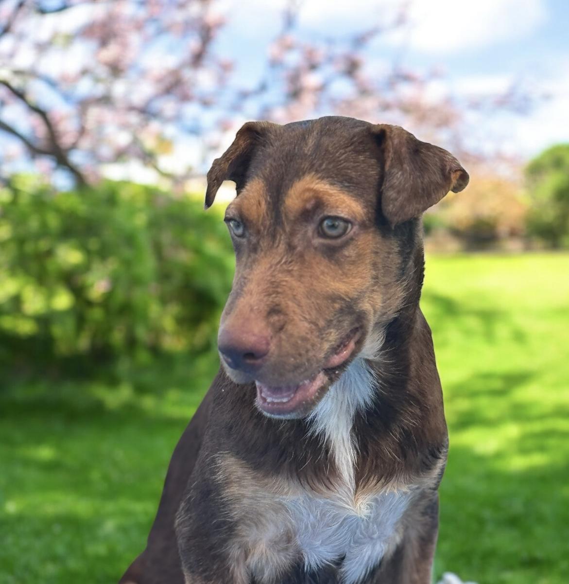 Enlarge Bryce, a Adoptable mixed breed in Williston, VT image 2/6