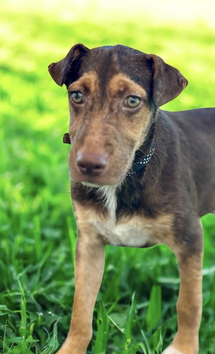 Enlarge Bryce, a Adoptable mixed breed in Williston, VT image 3/6