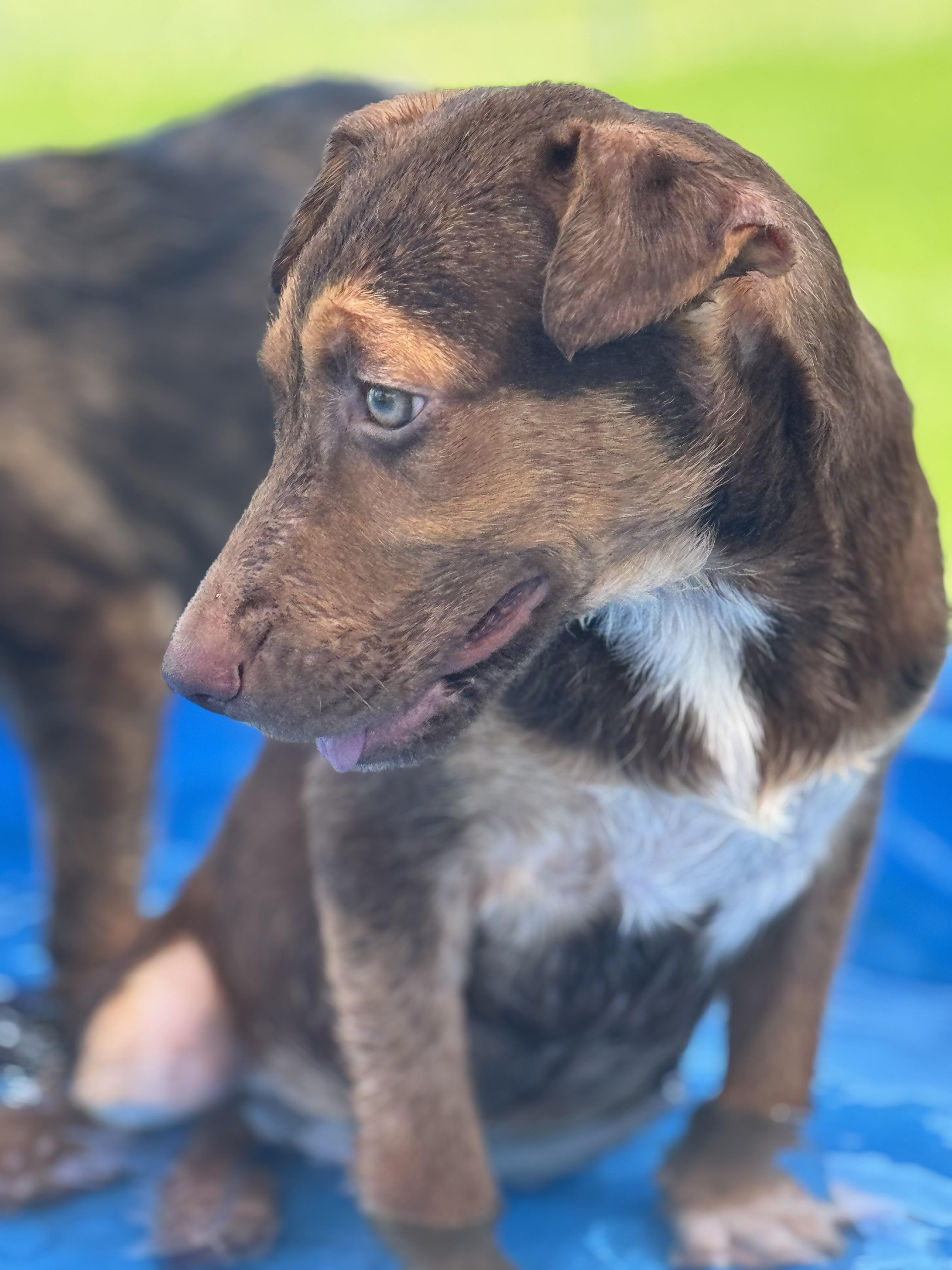 Enlarge Bryce, a Adoptable mixed breed in Williston, VT image 4/6