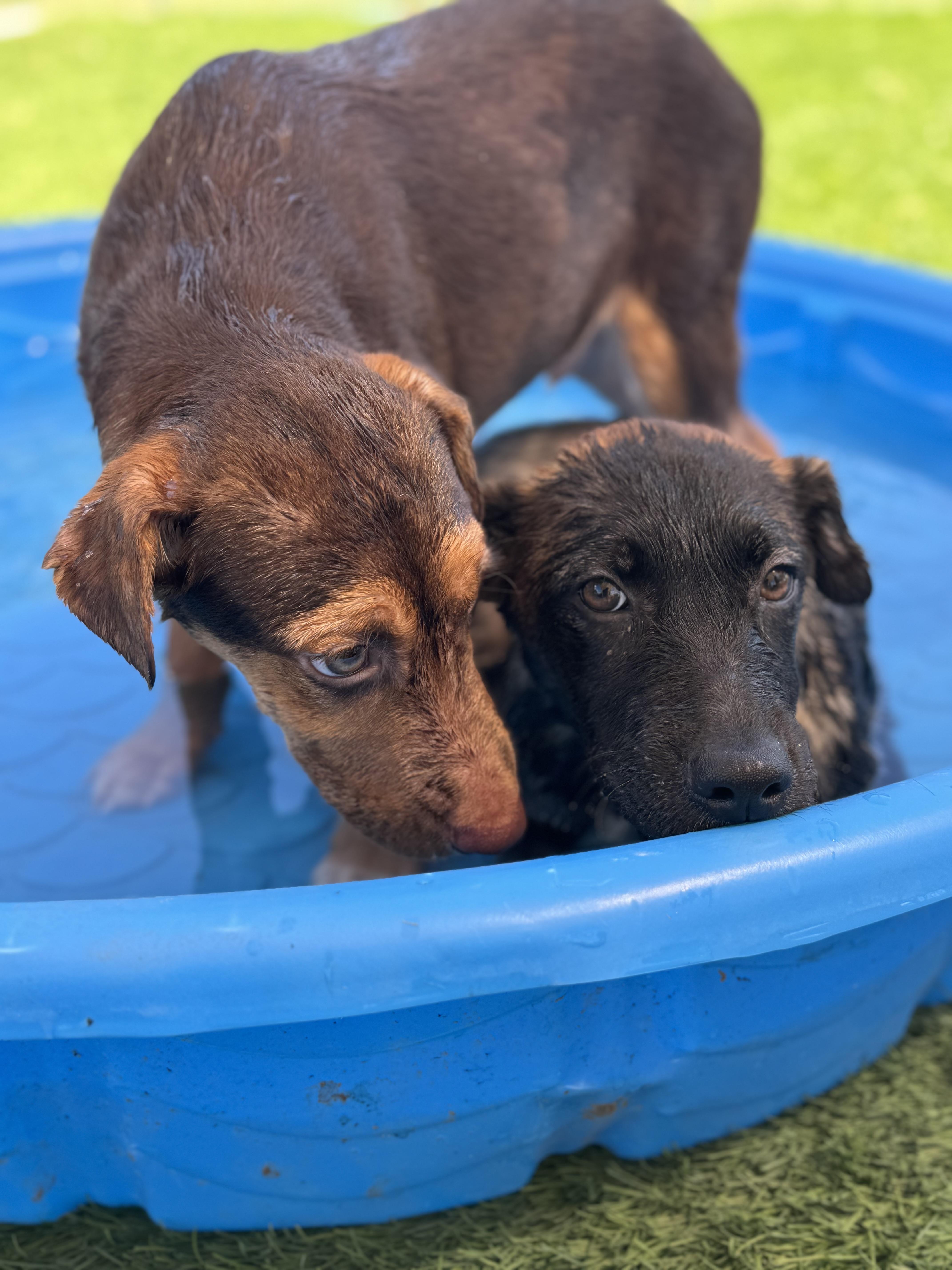 Enlarge Bryce, a Adoptable mixed breed in Williston, VT image 5/6