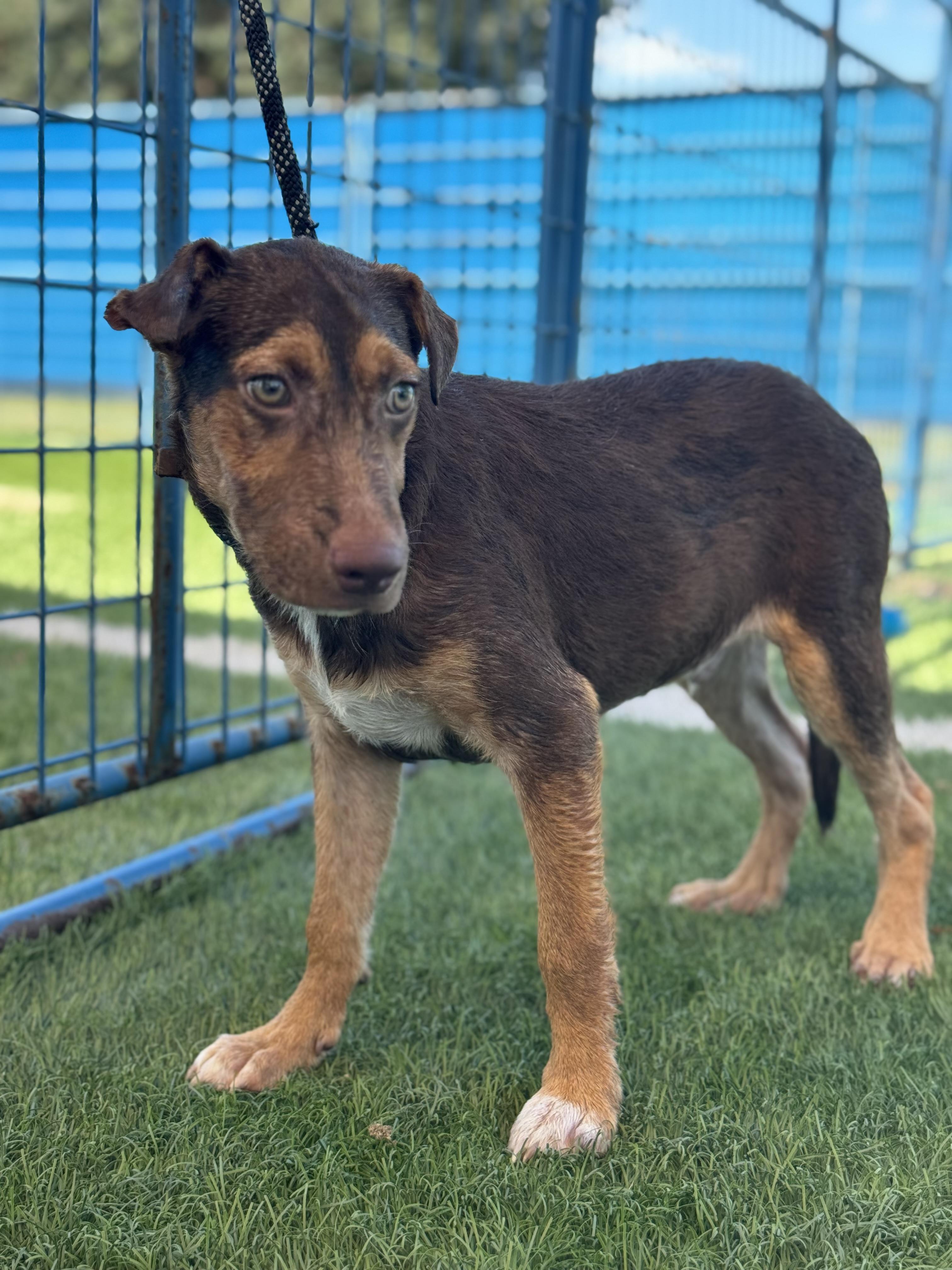 Enlarge Bryce, a Adoptable mixed breed in Williston, VT image 6/6