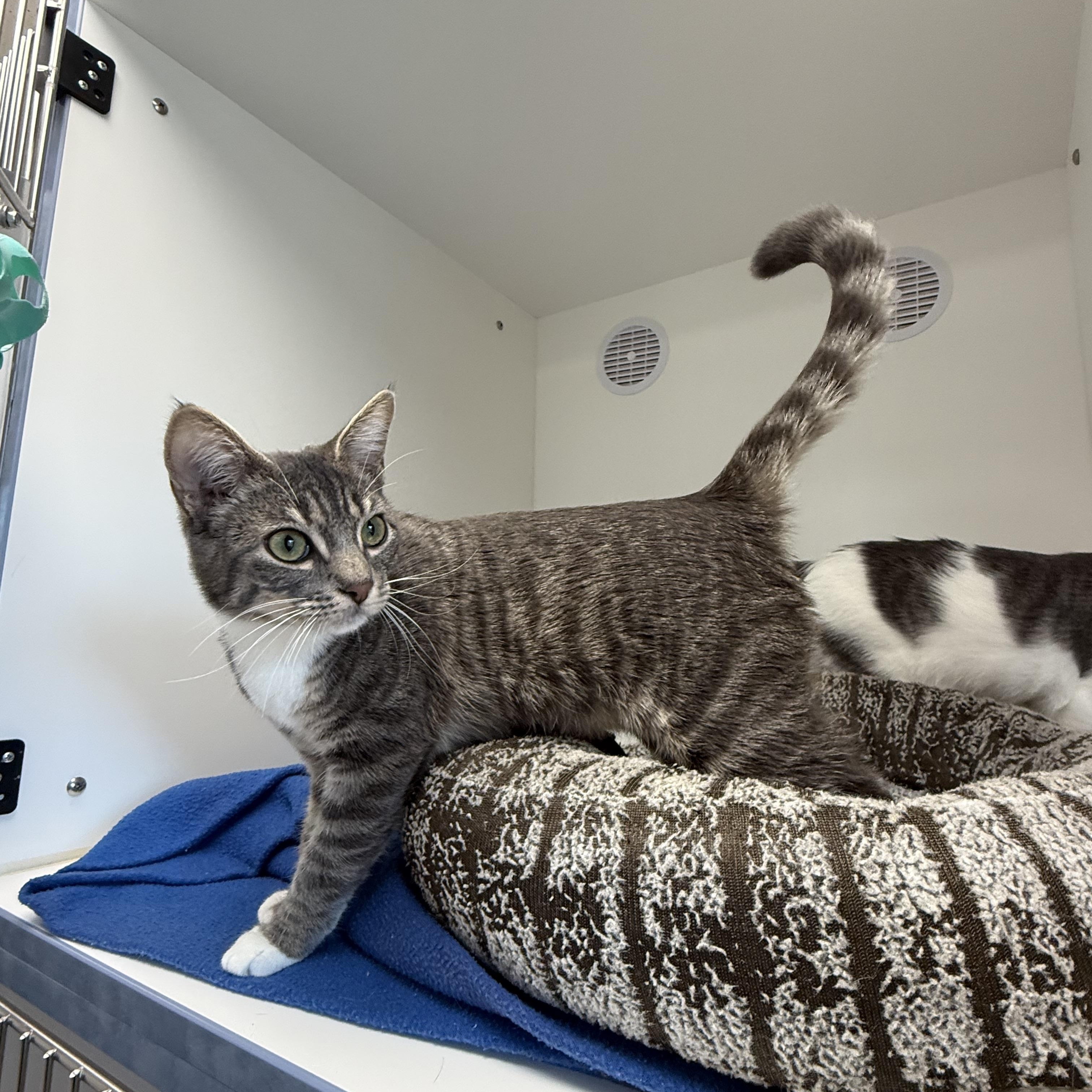 Yuzu, ADOPTABLE, Young Female Tabby.