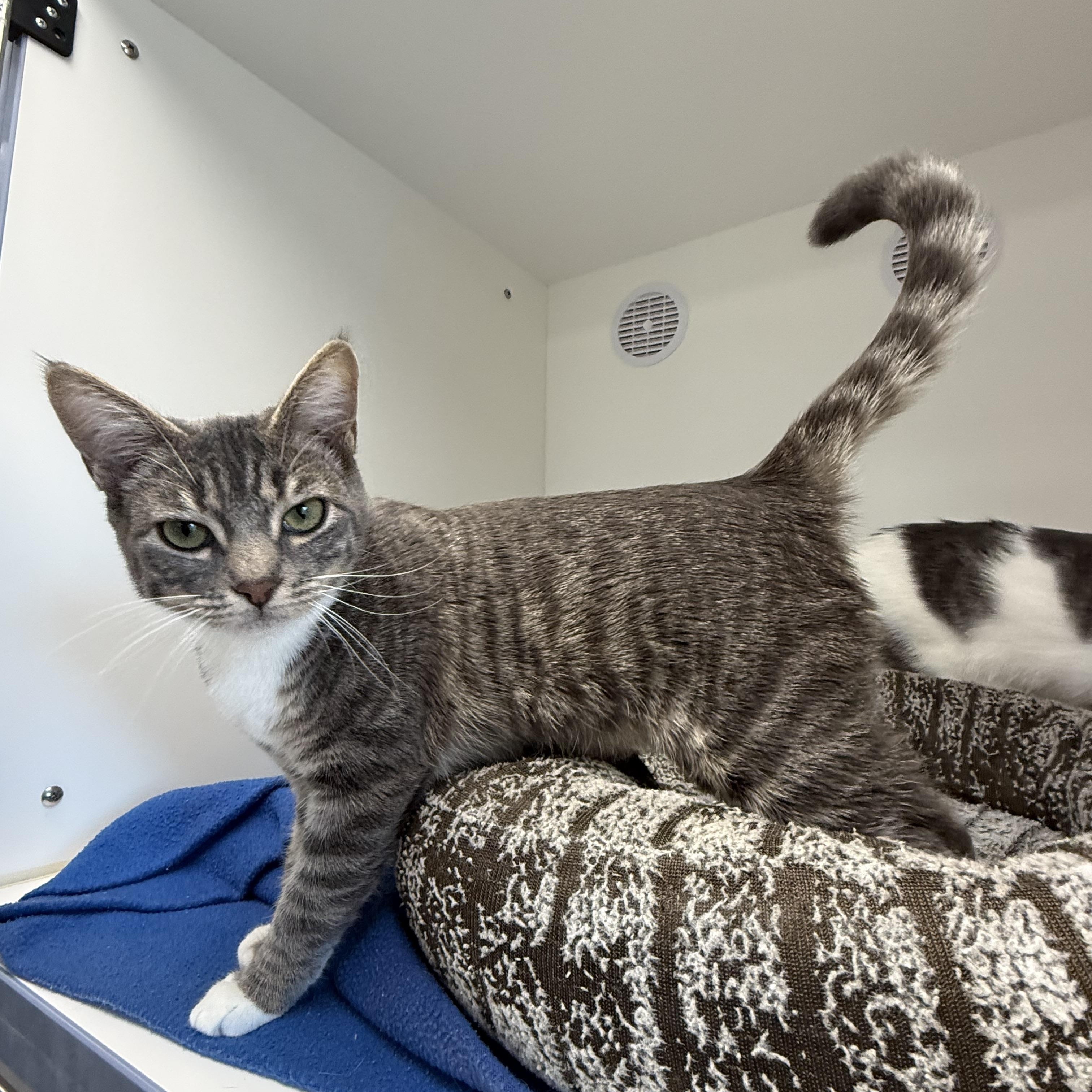 Enlarge Yuzu, a ADOPTABLE Tabby in Newport Beach, CA image 2/6