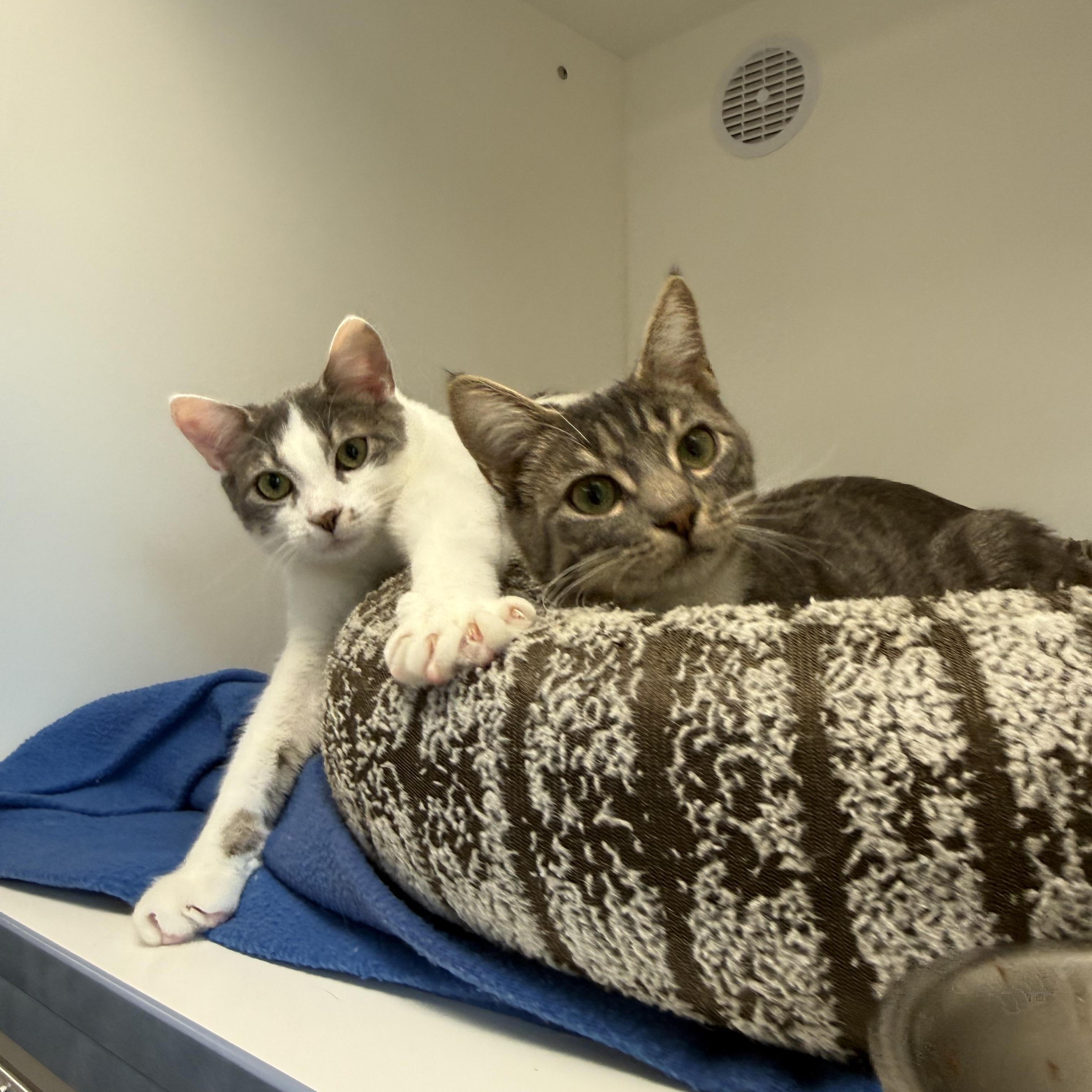 Enlarge Yuzu, a ADOPTABLE Tabby in Newport Beach, CA image 6/6