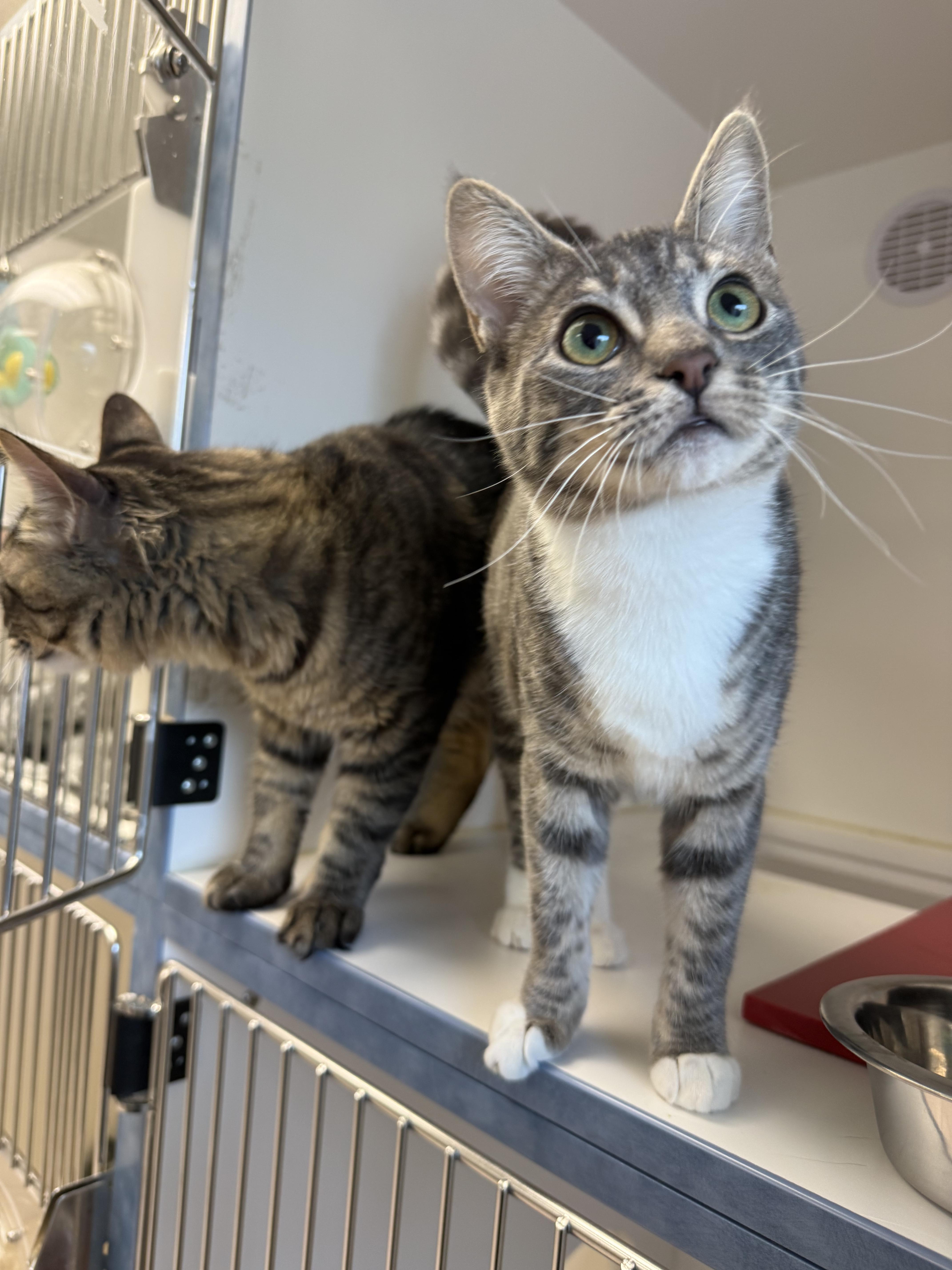 Enlarge Yuzu, a ADOPTABLE Tabby in Newport Beach, CA image 4/6