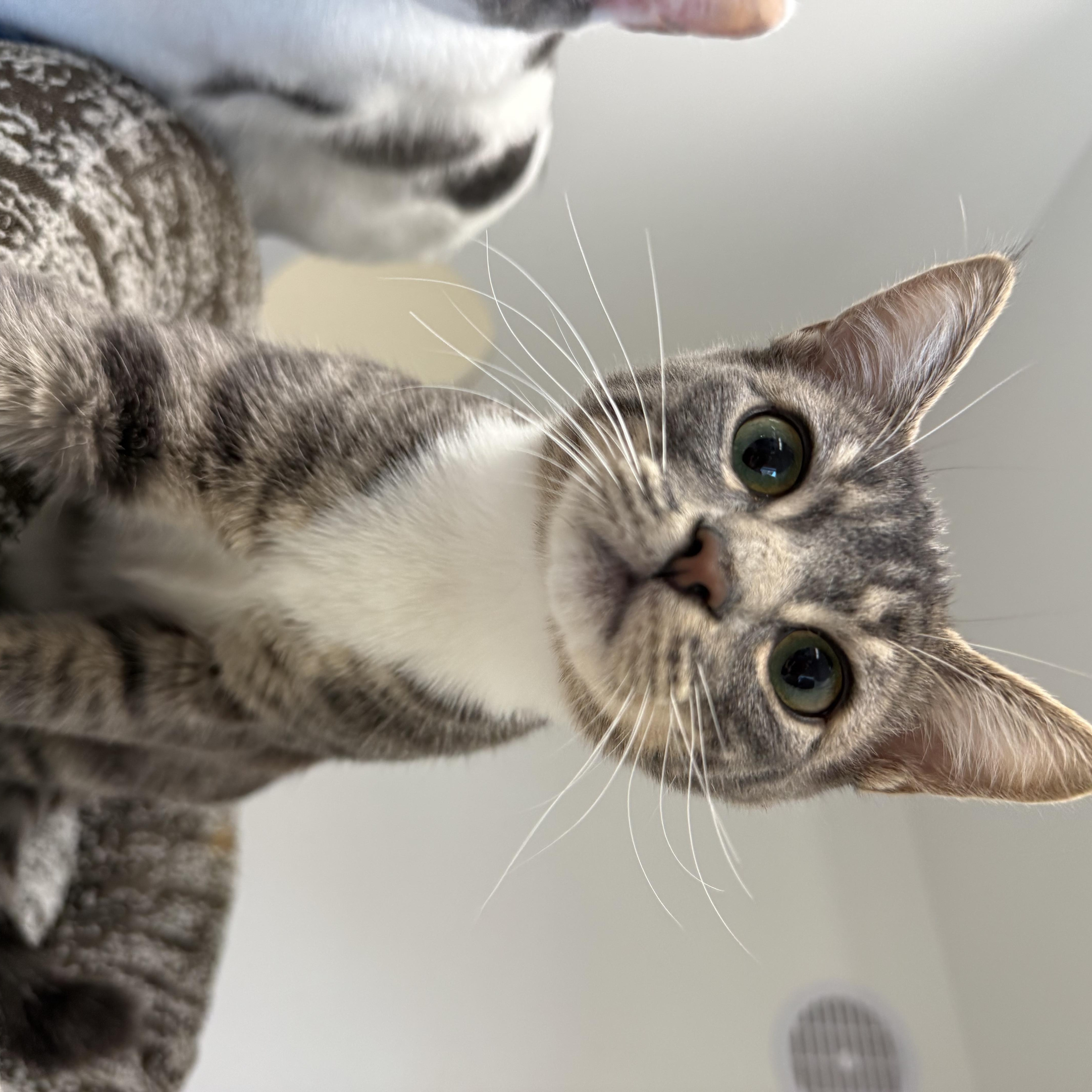 Enlarge Yuzu, a ADOPTABLE Tabby in Newport Beach, CA image 3/6