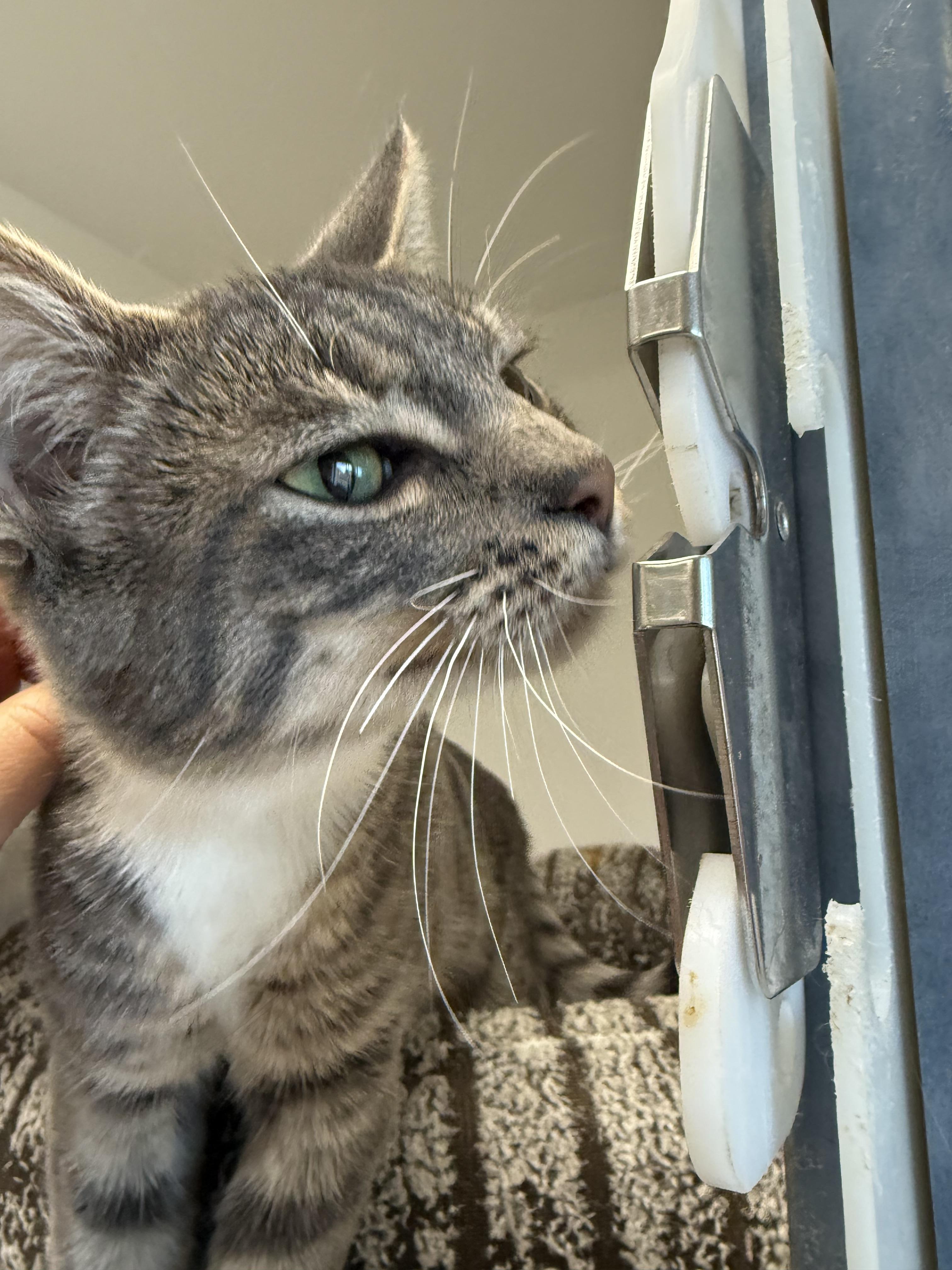 Enlarge Yuzu, a ADOPTABLE Tabby in Newport Beach, CA image 5/6