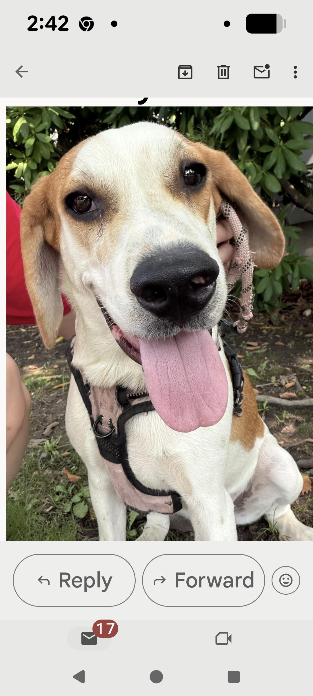 Enlarge Sally, a ADOPTABLE mixed breed in Hazlet, NJ image 1/2