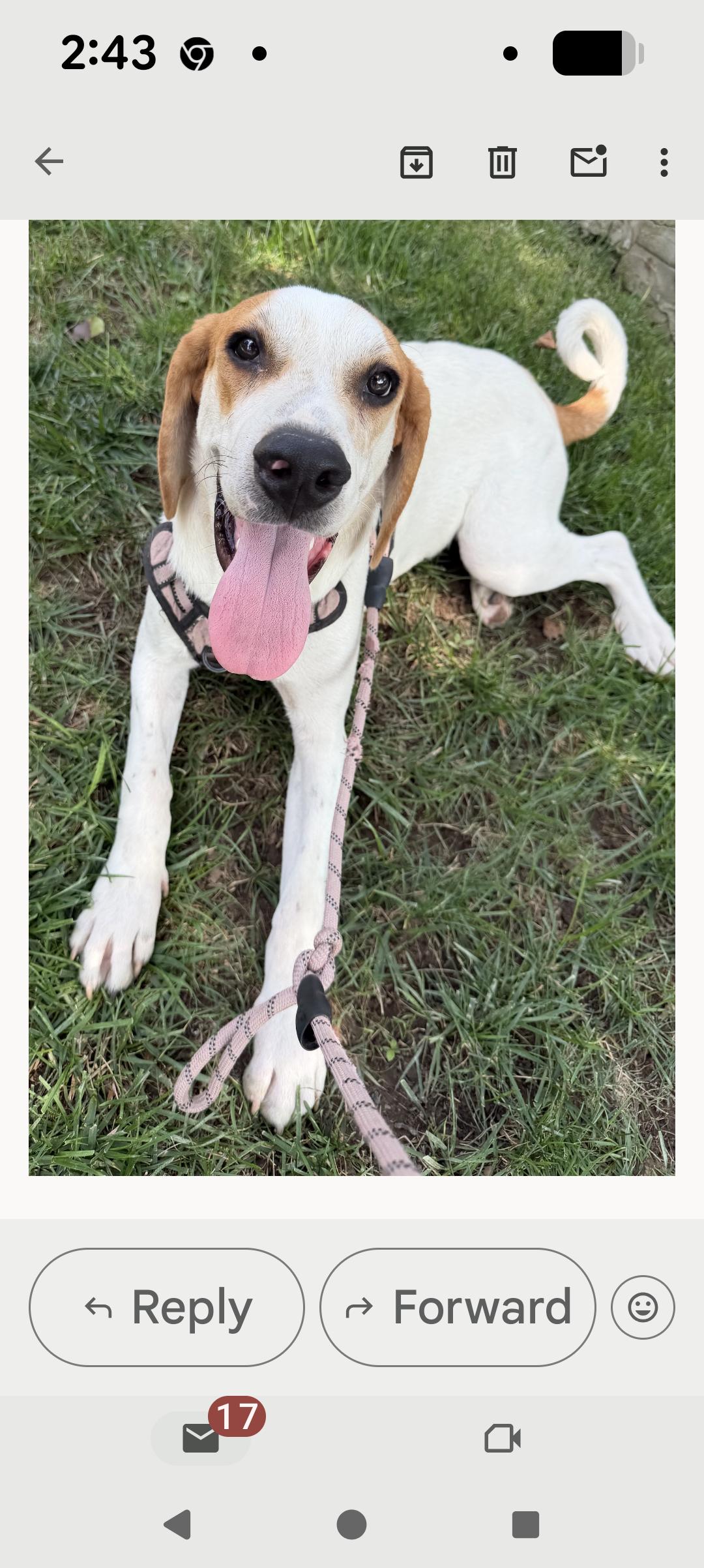 Enlarge Sally, a ADOPTABLE mixed breed in Hazlet, NJ image 2/2