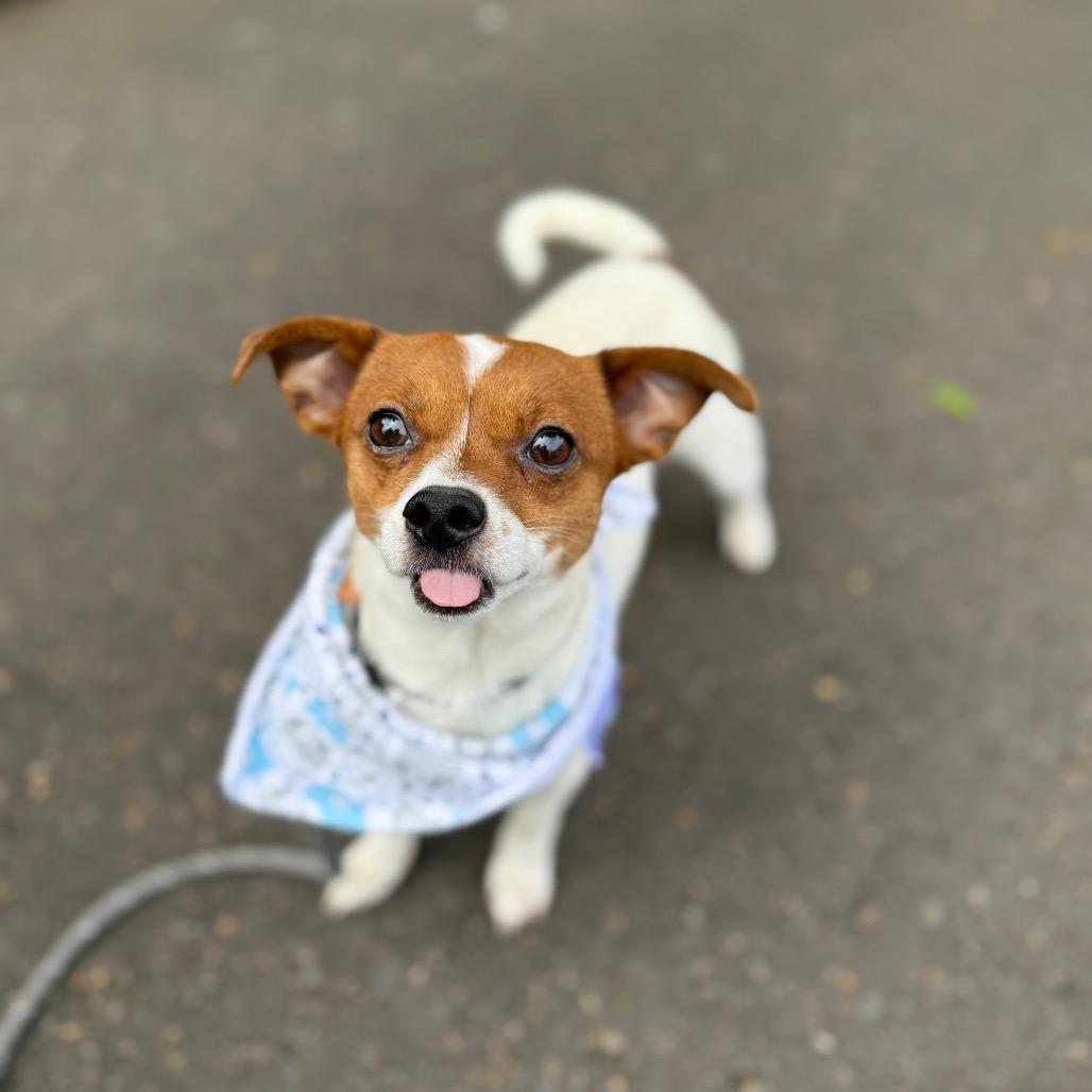 Tiny Tim, a Adoptable mixed breed in Newberg, OR image 1/6
