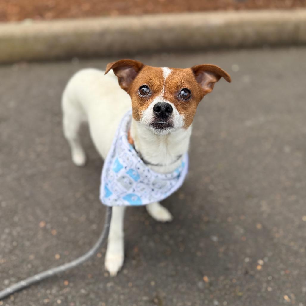 Tiny Tim, a Adoptable mixed breed in Newberg, OR image 2/6