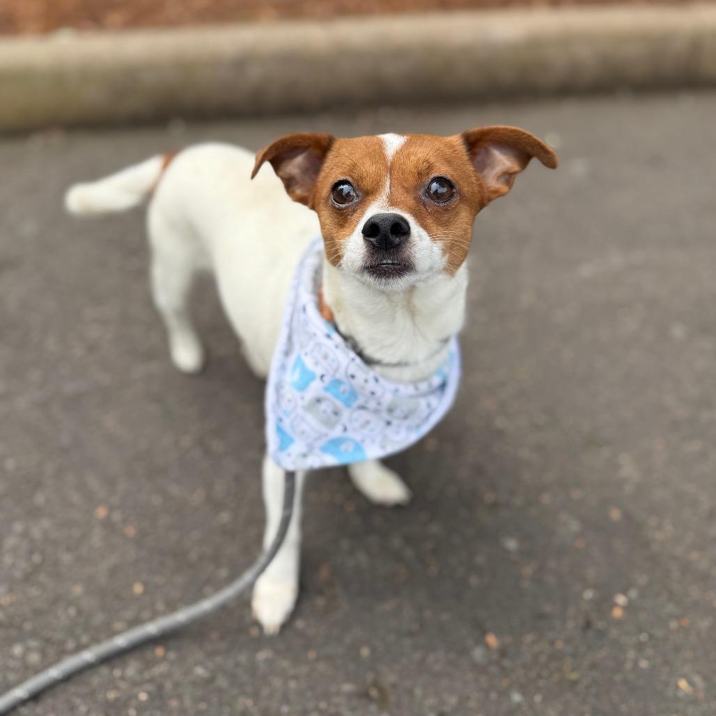 Tiny Tim, a Adoptable mixed breed in Newberg, OR image 3/6