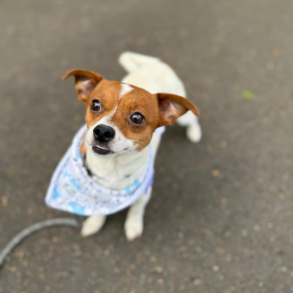 Tiny Tim, a Adoptable mixed breed in Newberg, OR image 4/6