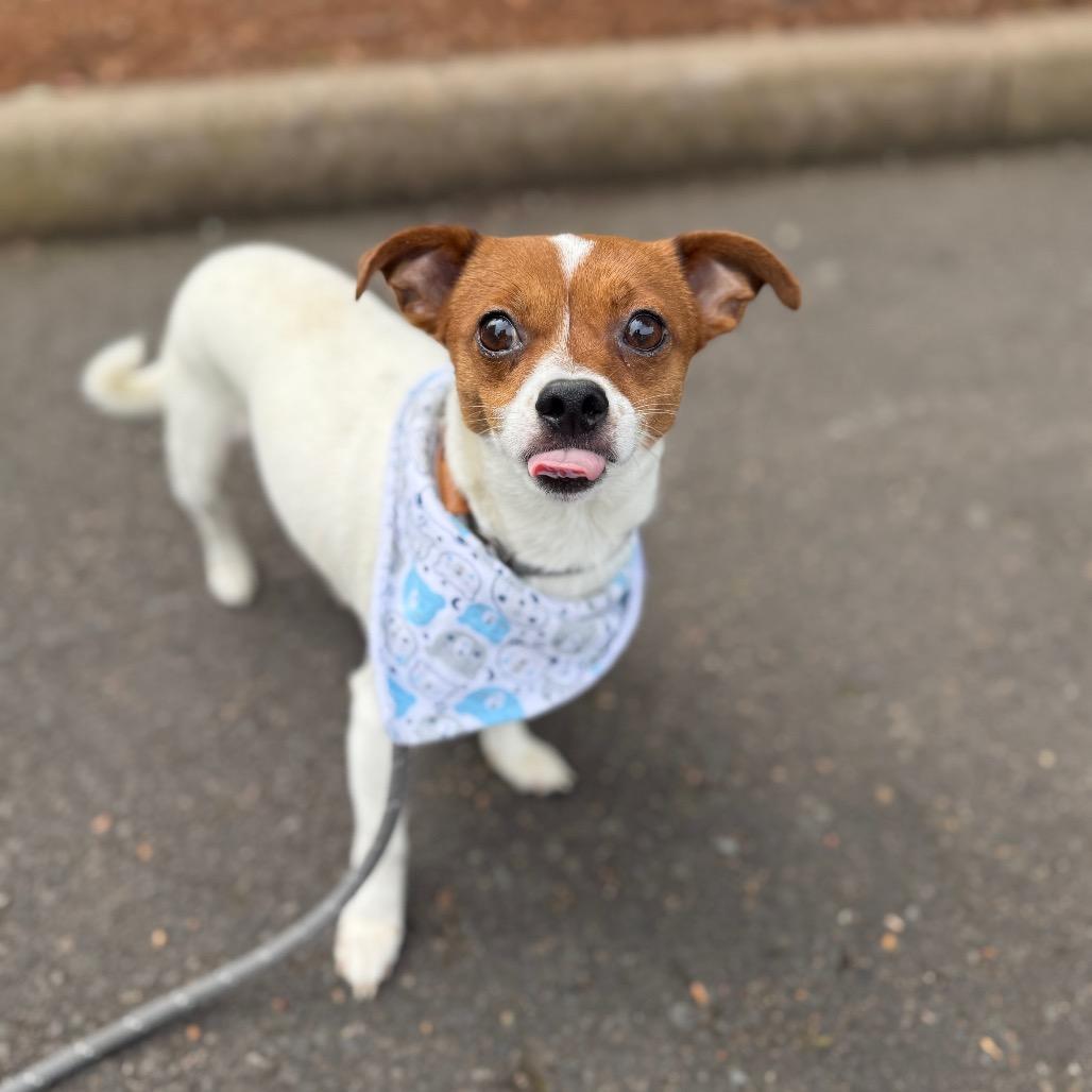 Tiny Tim, a Adoptable mixed breed in Newberg, OR image 5/6