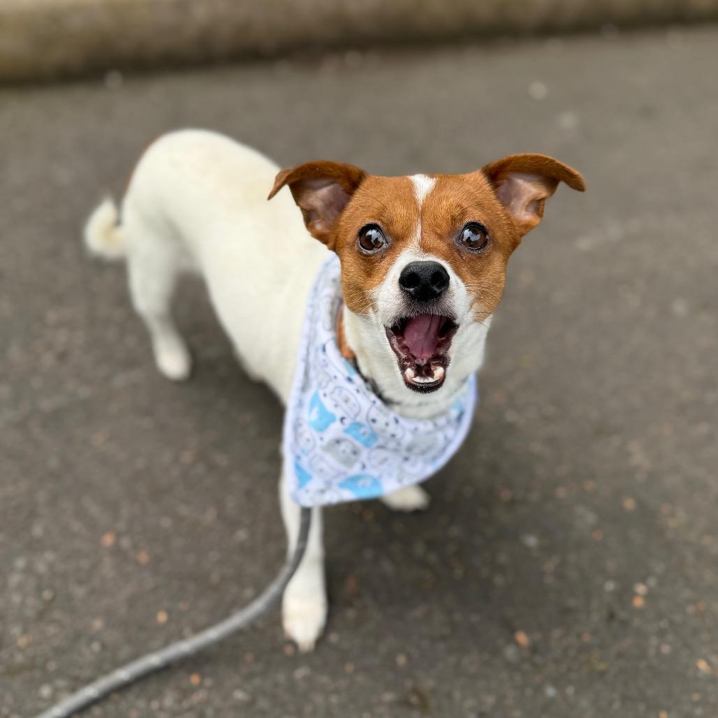 Tiny Tim, a Adoptable mixed breed in Newberg, OR image 6/6