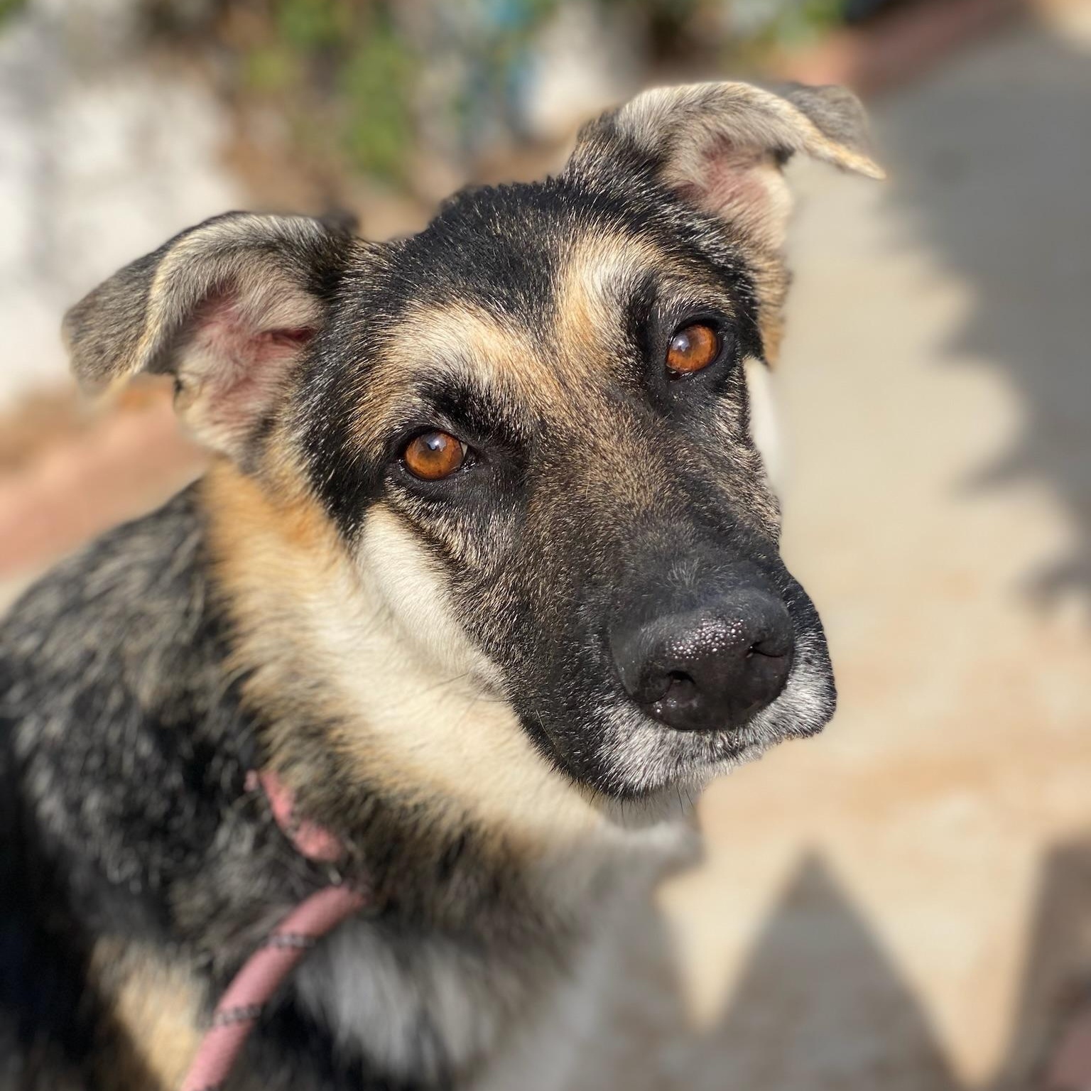Kaia