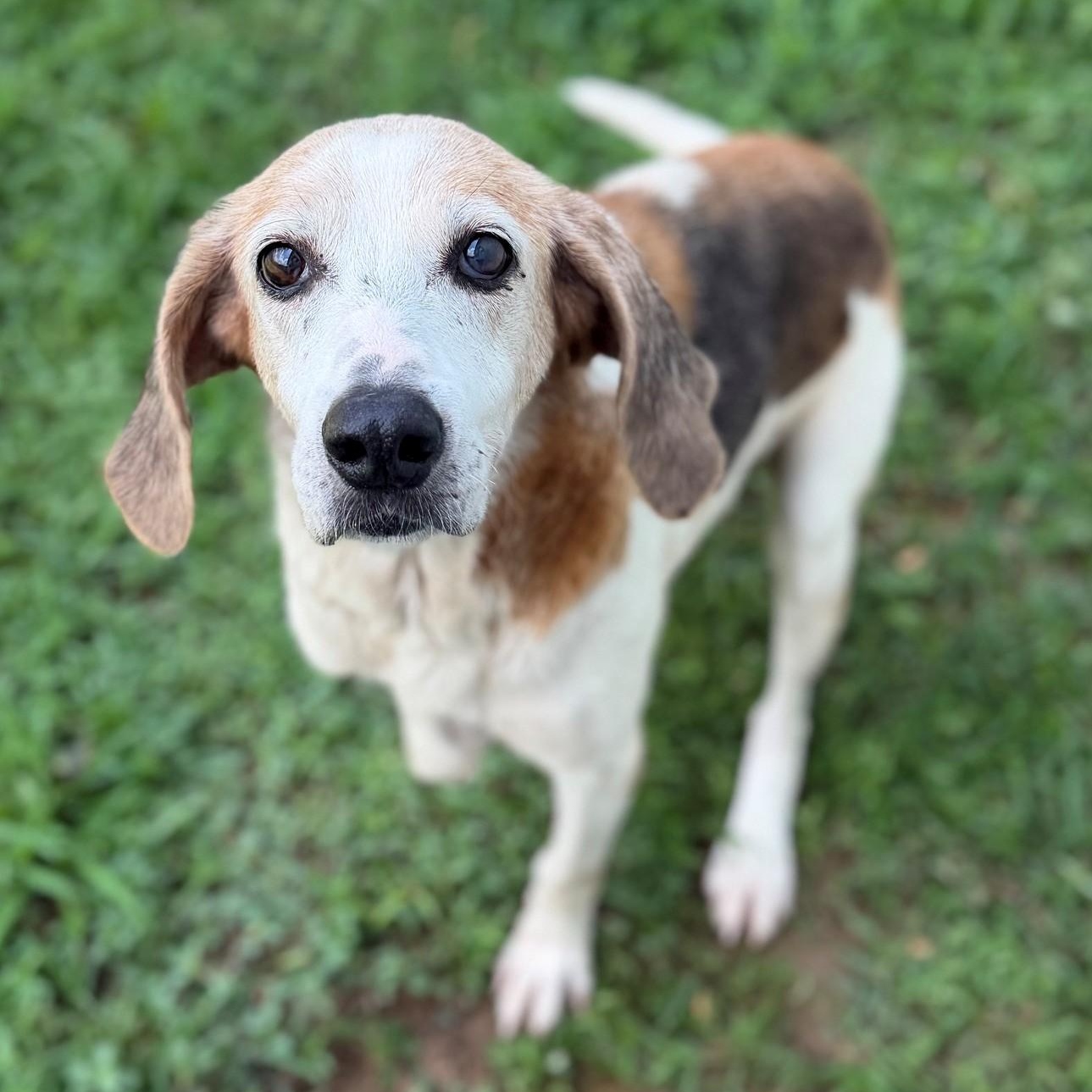 Enlarge Bama, an adopted mixed breed in Summerdale, AL image 1/1